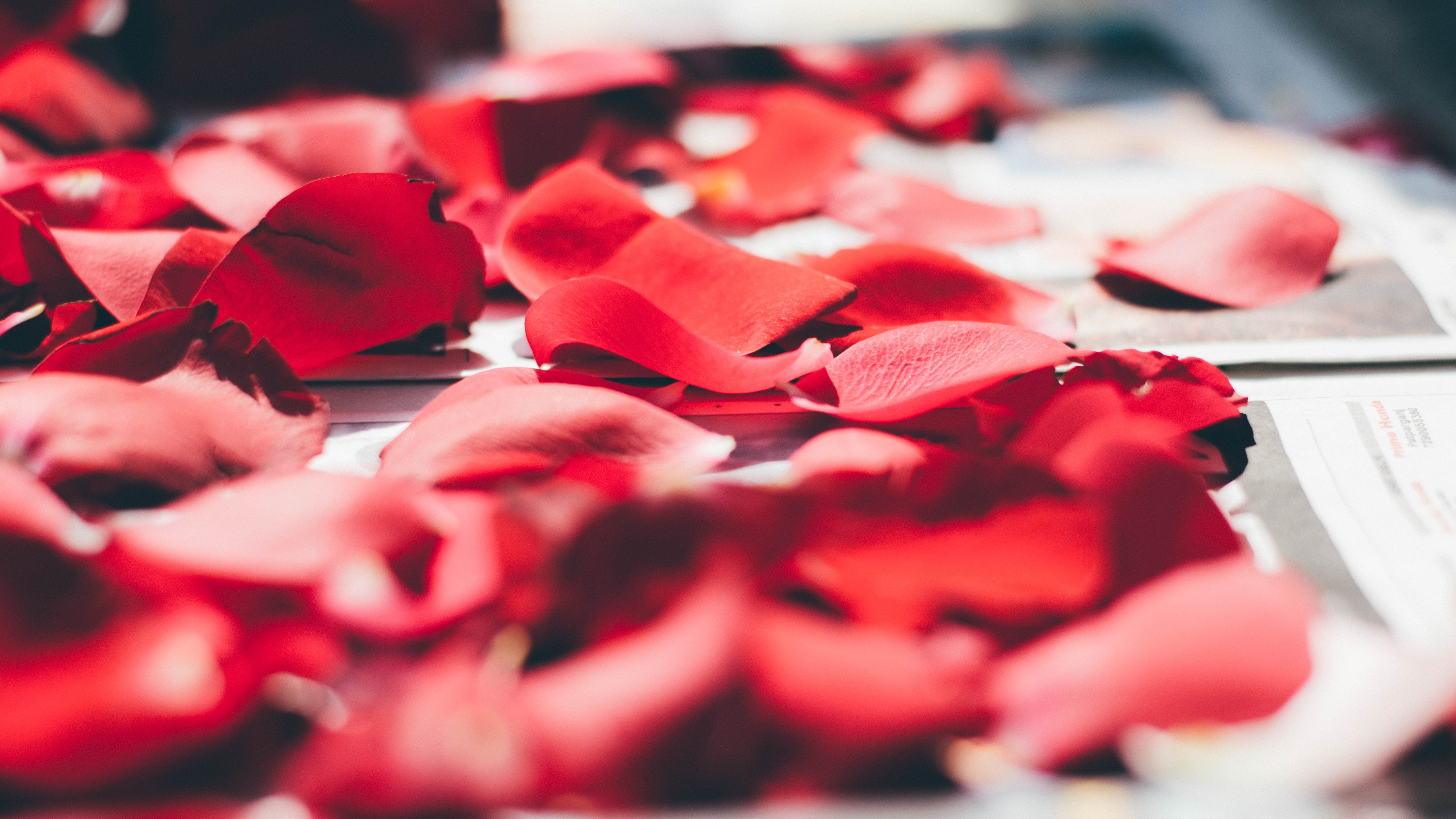 Red flower petals, Petals, Rose, Close-up HD wallpaper | Wallpaper Flare
