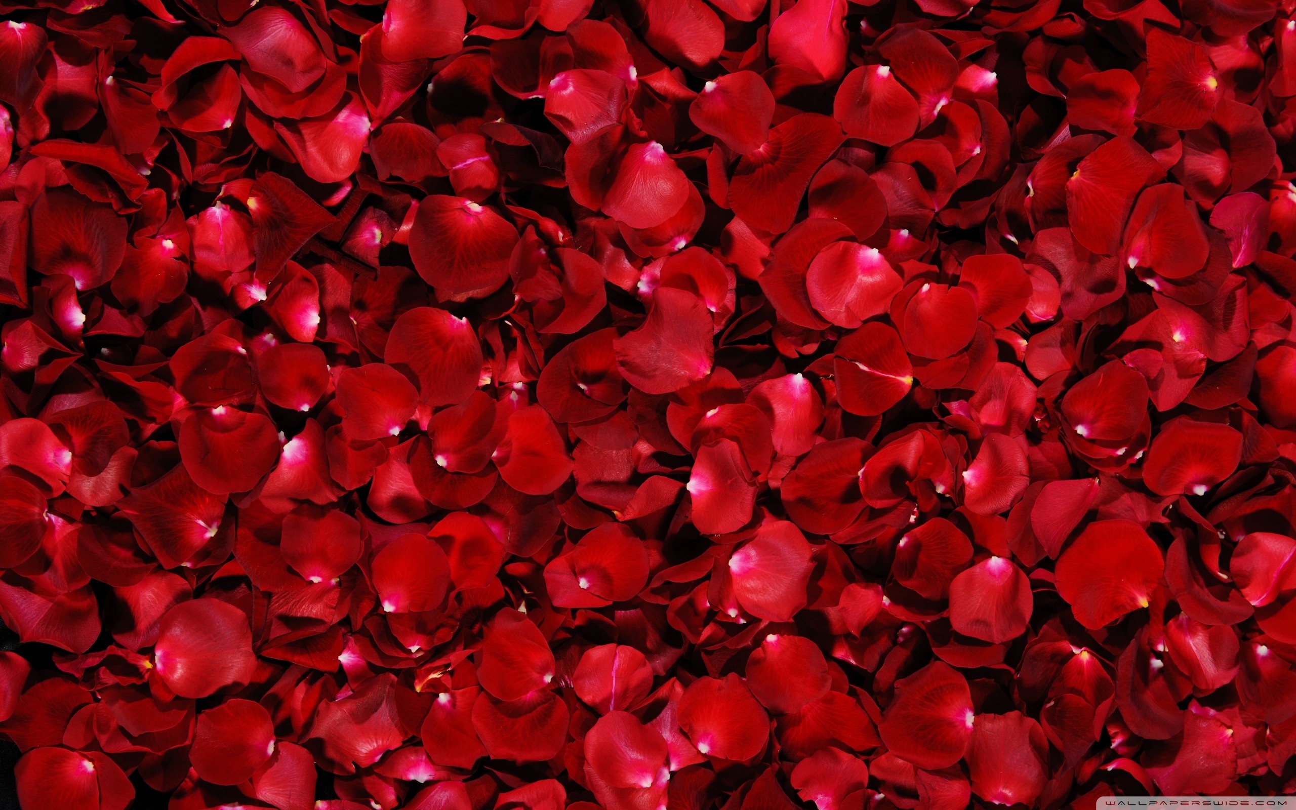 Red petals photo
