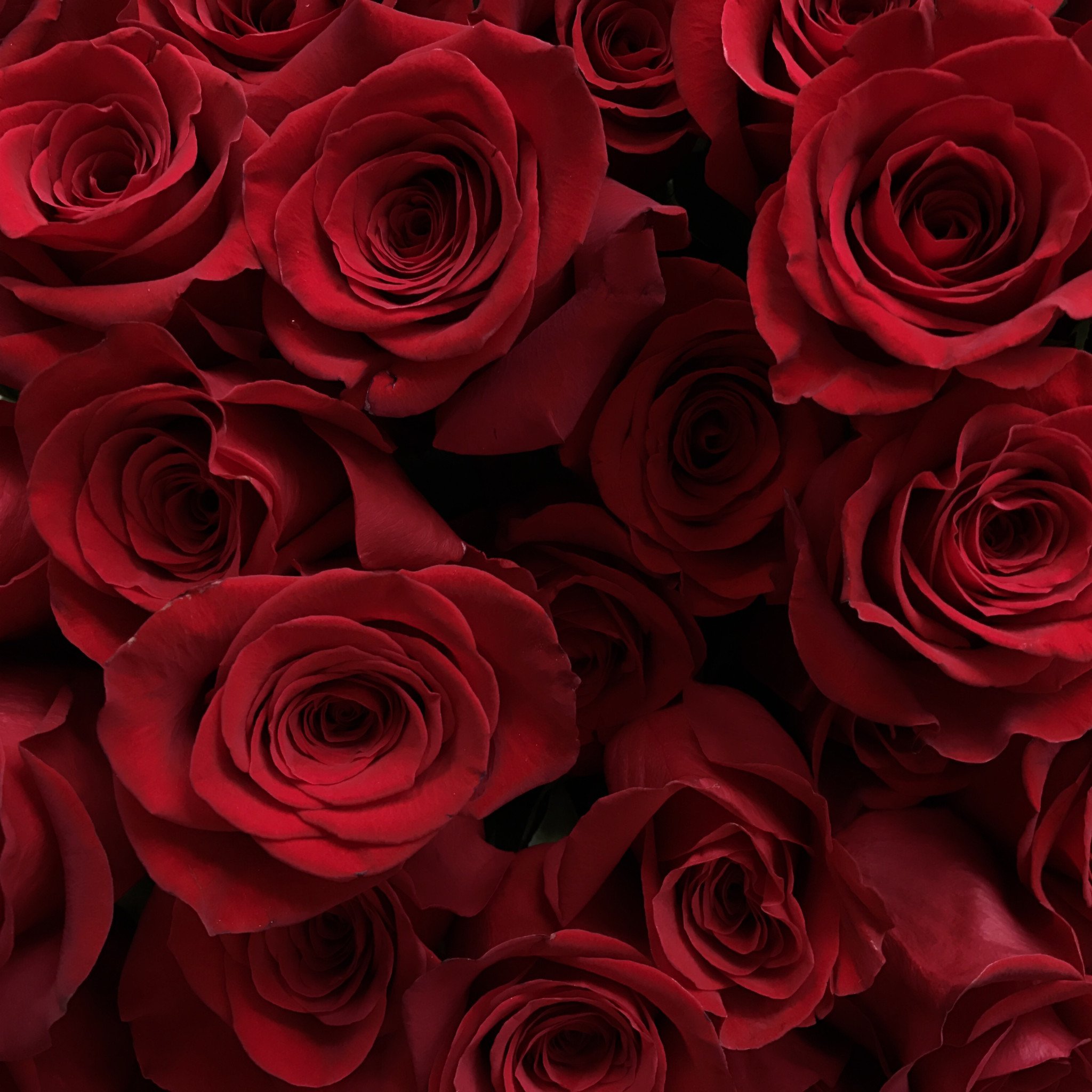 Red Rose Petals – Academy Florist