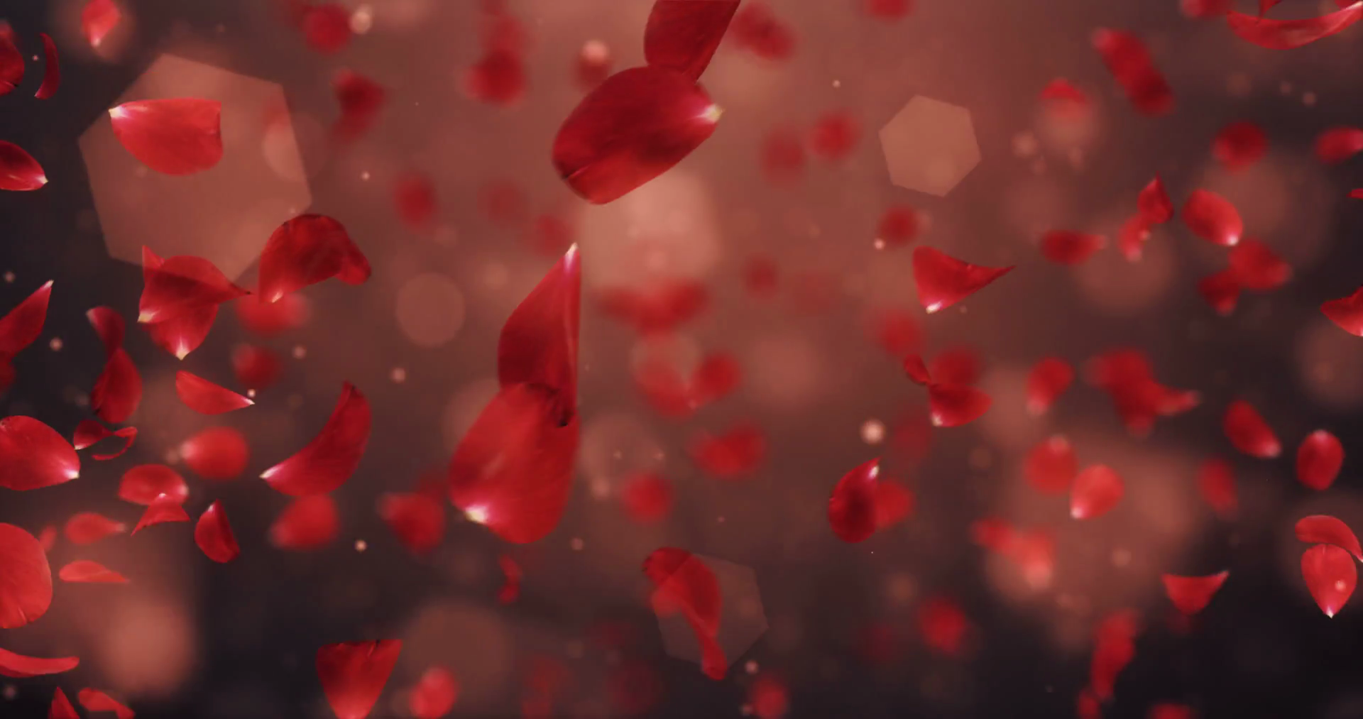 Whirl Flying Romantic Dark Red Rose Flower Petals Background Loop 4k ...