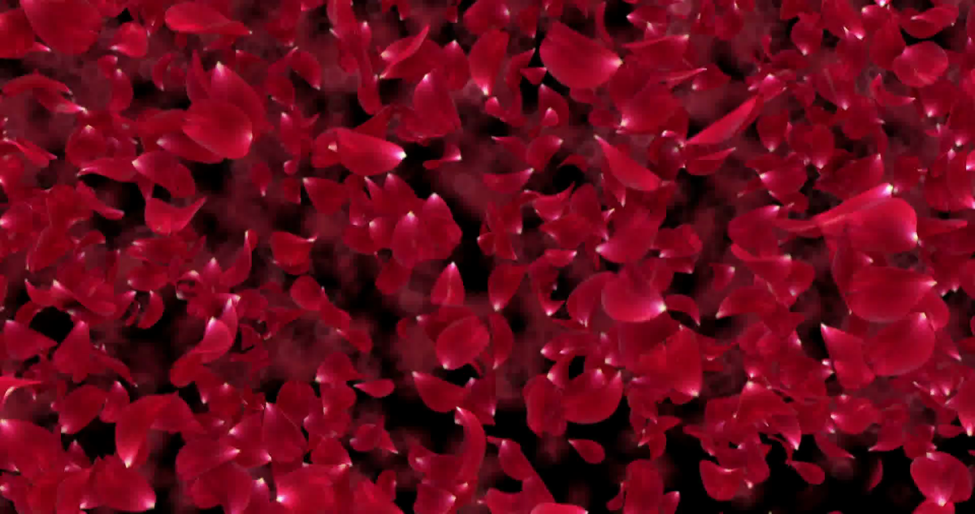 Falling rose petals transition - isolated Motion Background ...