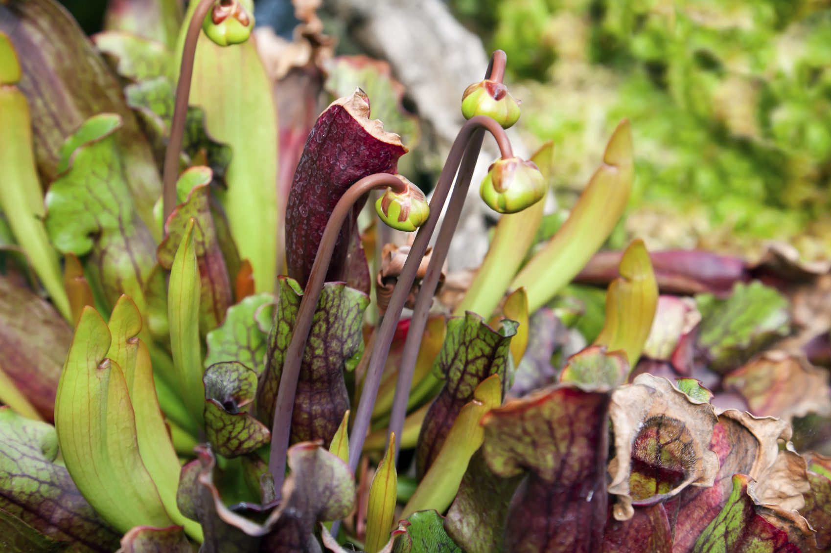 Pitcher Plant Pruning ? When And How To Prune A Pitcher Plant