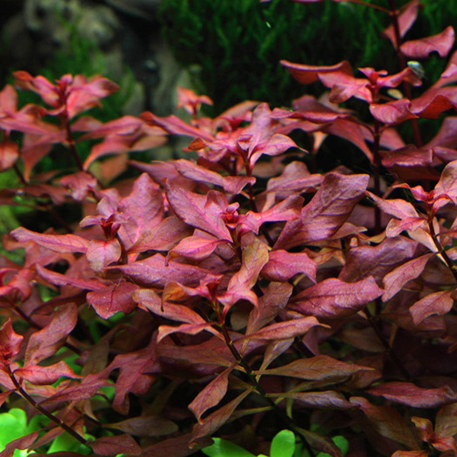 Ludwigia sp. 'Super Red' - Free Shipping Live Aquarium Plants ...