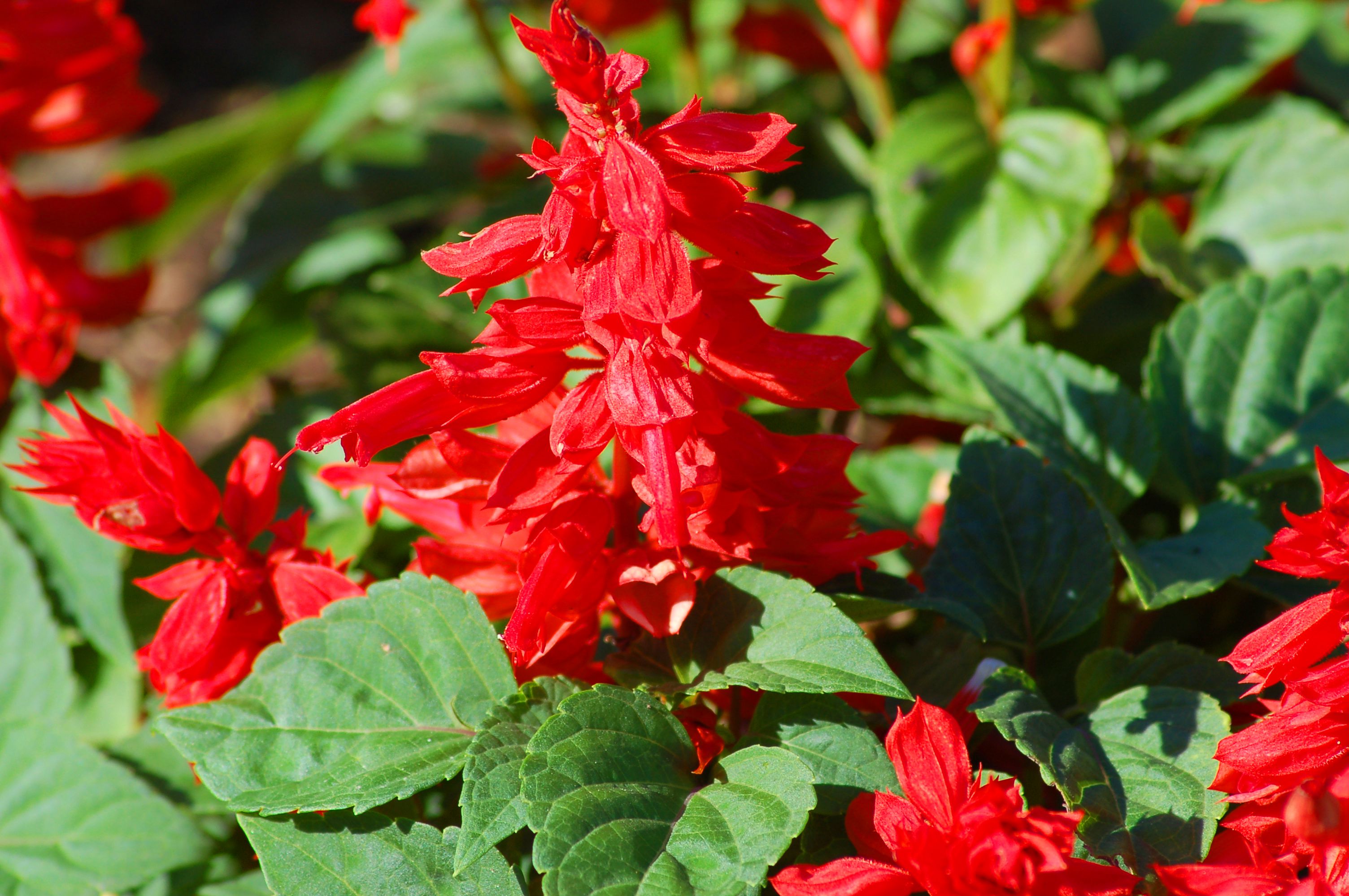 Red Salvia Flowers - How to Grow Scarlet Sage Plants