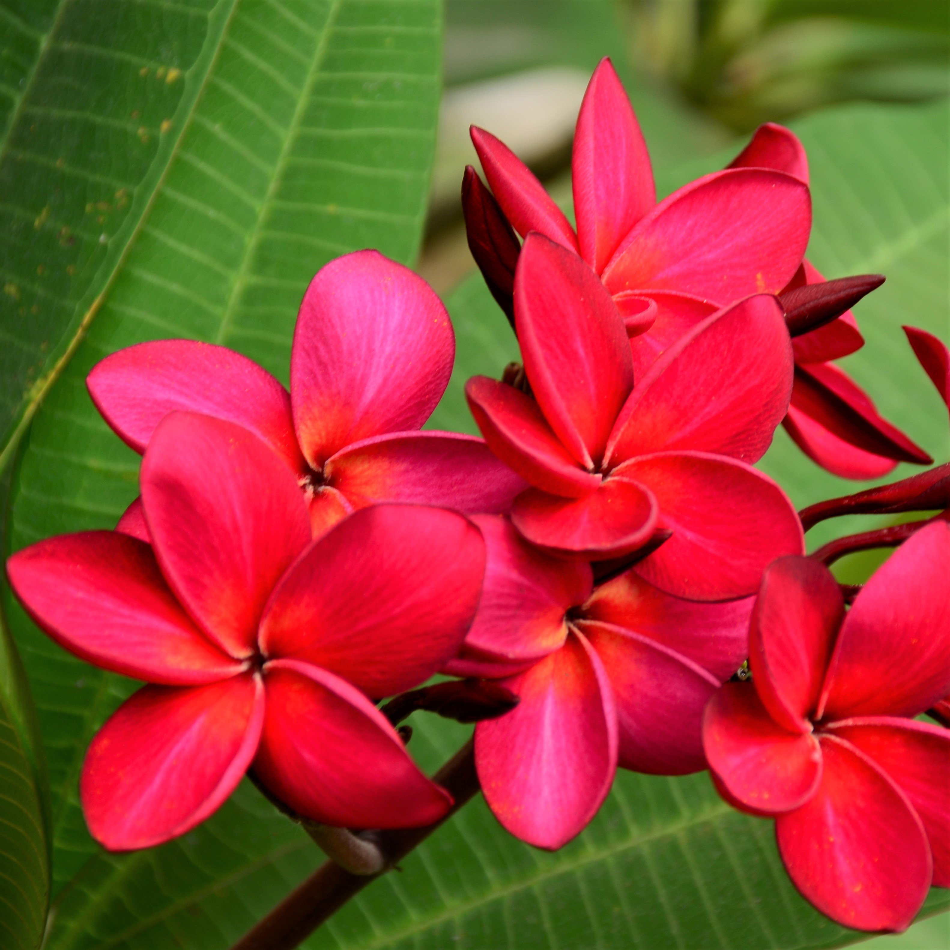 Red Plumeria Plant | Rooted Red Frangipani Plant - Not Just Cuttings ...