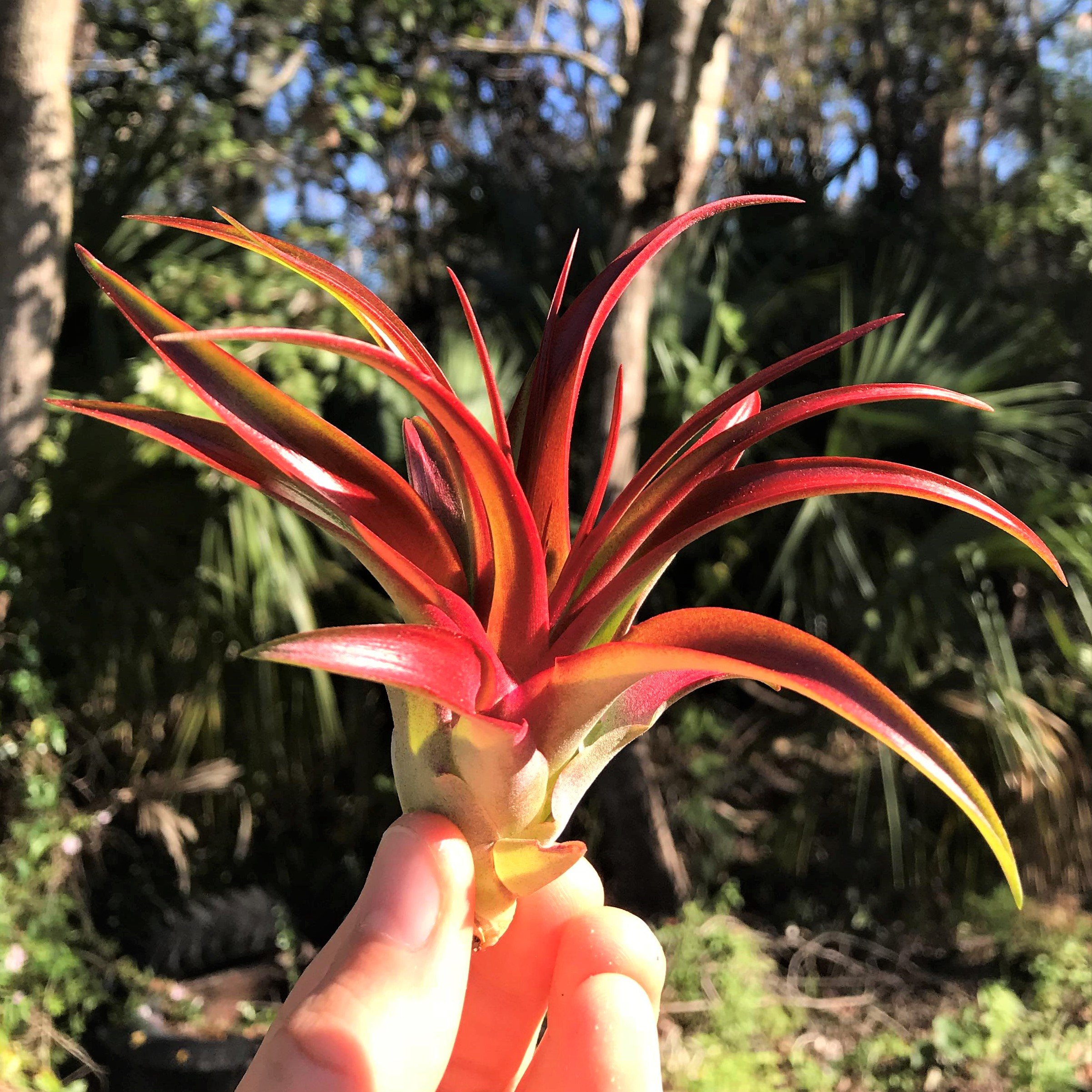 In Blush Now - Red Abdita Air Plants