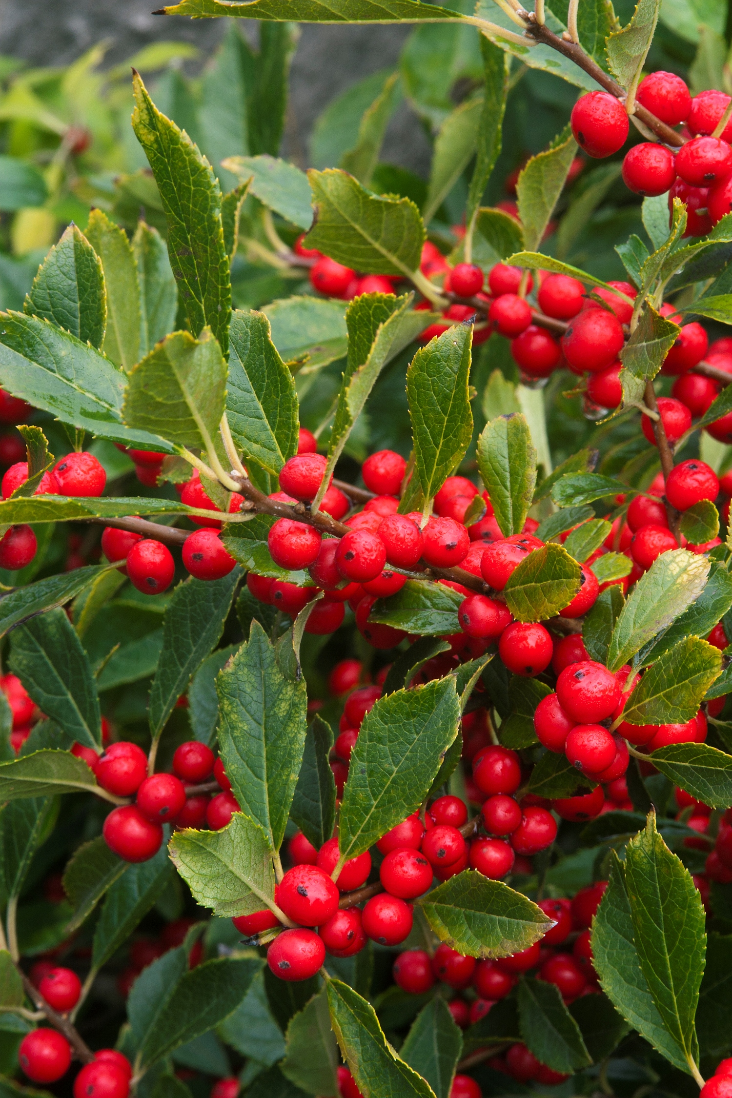 Red Sprite Winterberry - Monrovia - Red Sprite Winterberry