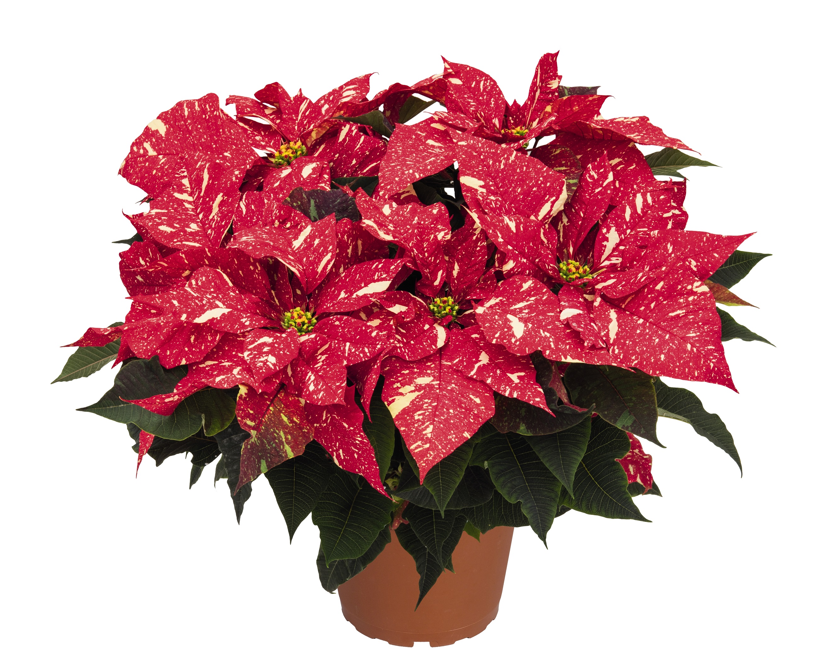 7 not-so-traditional poinsettias to check out this holiday