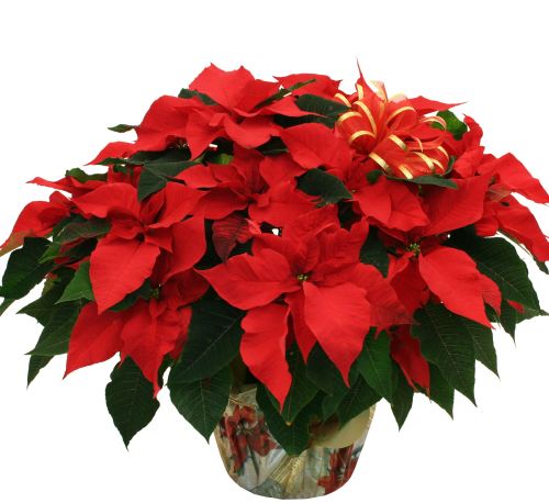 Christmas Plants & Poinsettias · Amazing Red Poinsettia #CPL7AA ...