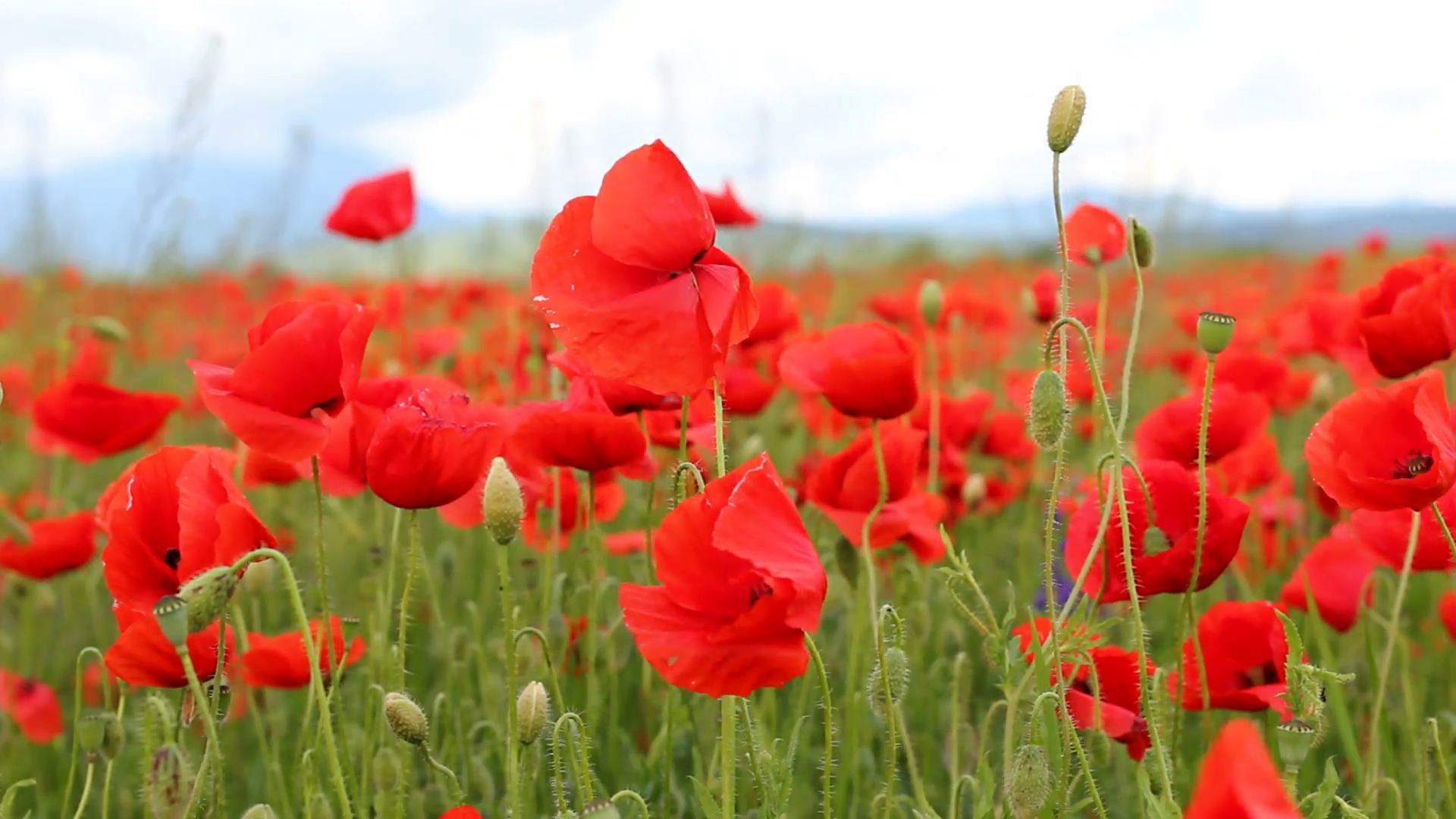 Red poppies flowers dancing, spring wind breeze, blossom field Stock ...