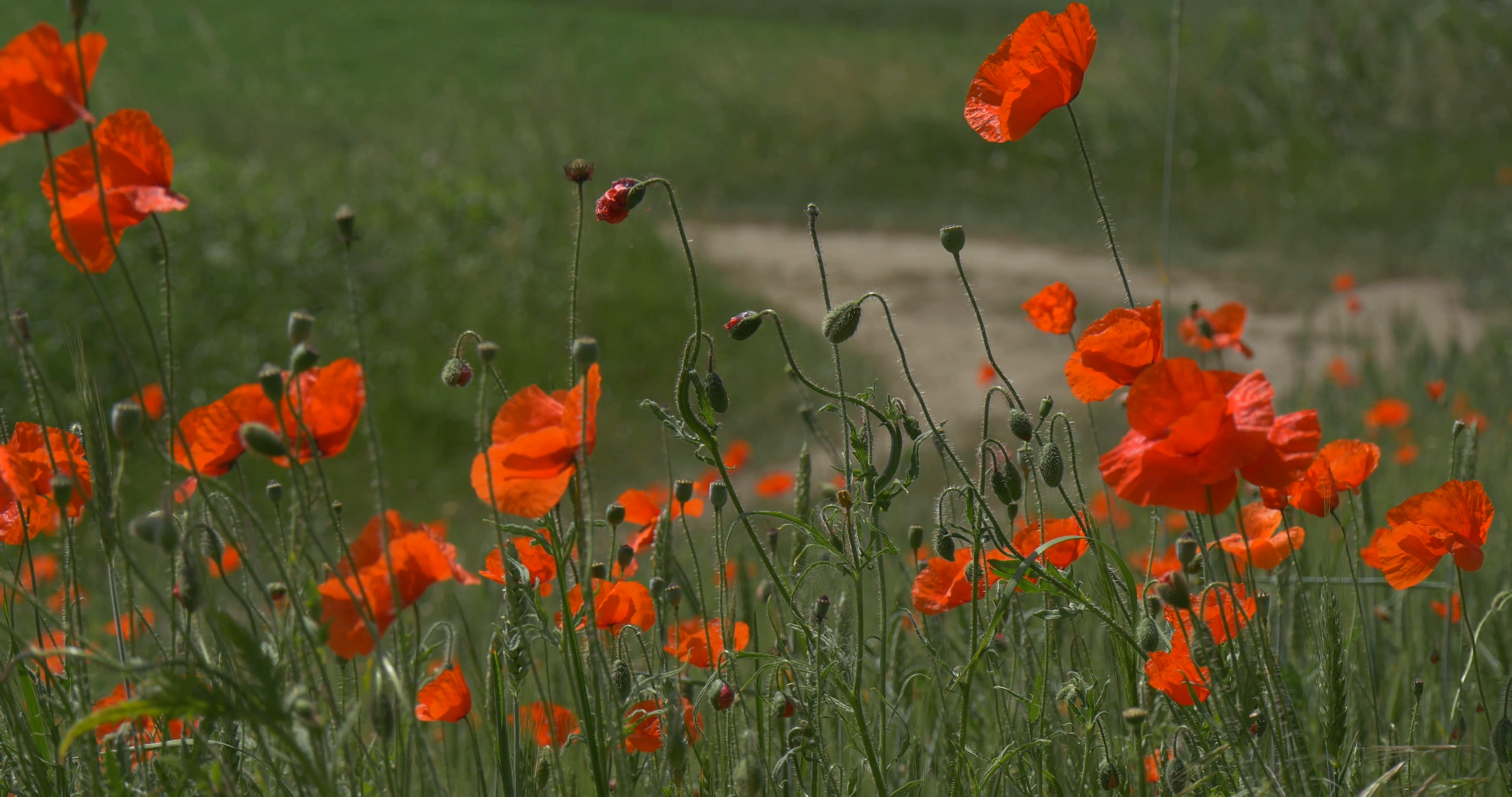 Red Poppies, Papaver, Flowers, Field And Pathway, Road Stock Video ...