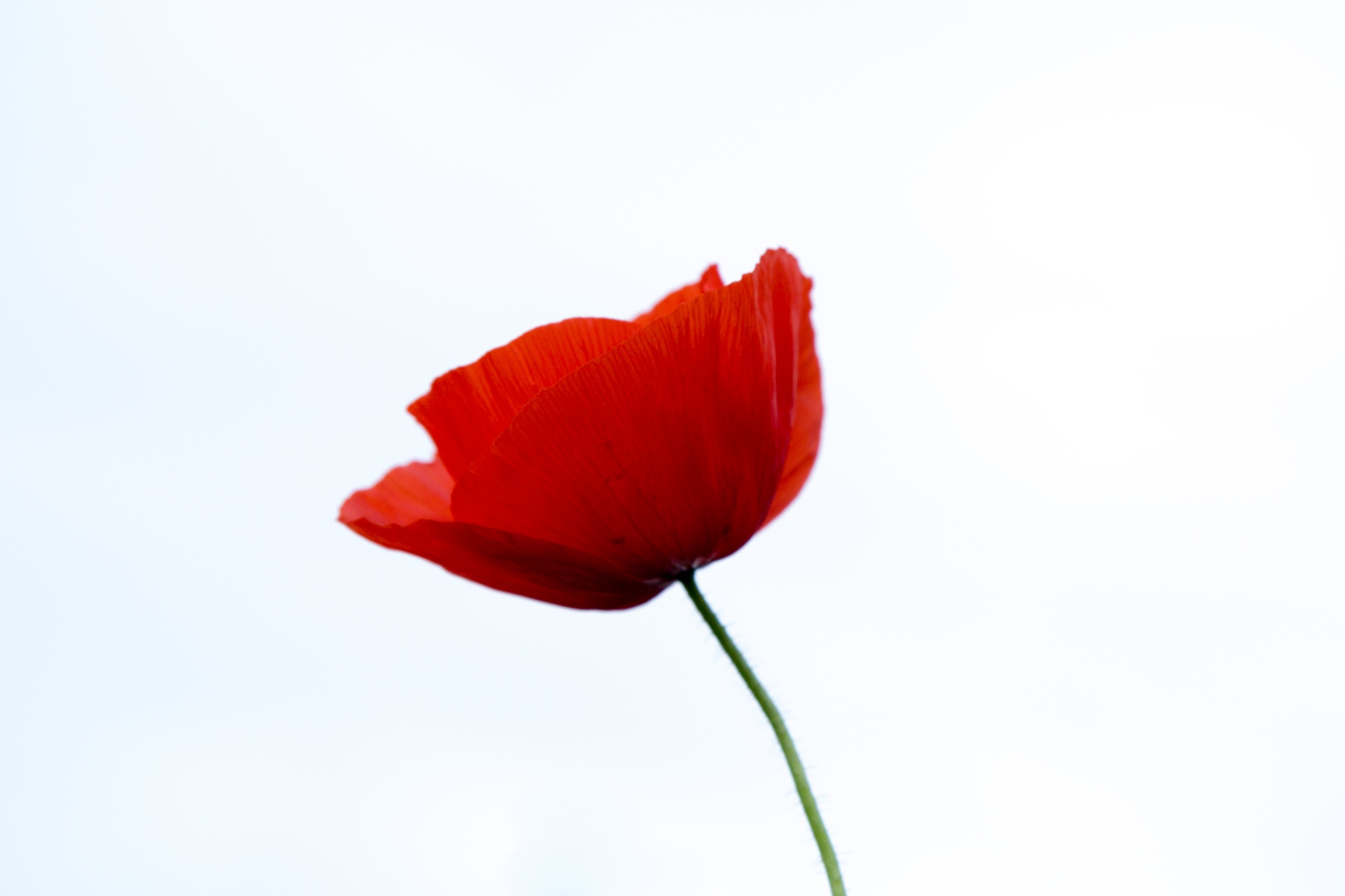 Red Poppy Free Stock Photo - Public Domain Pictures