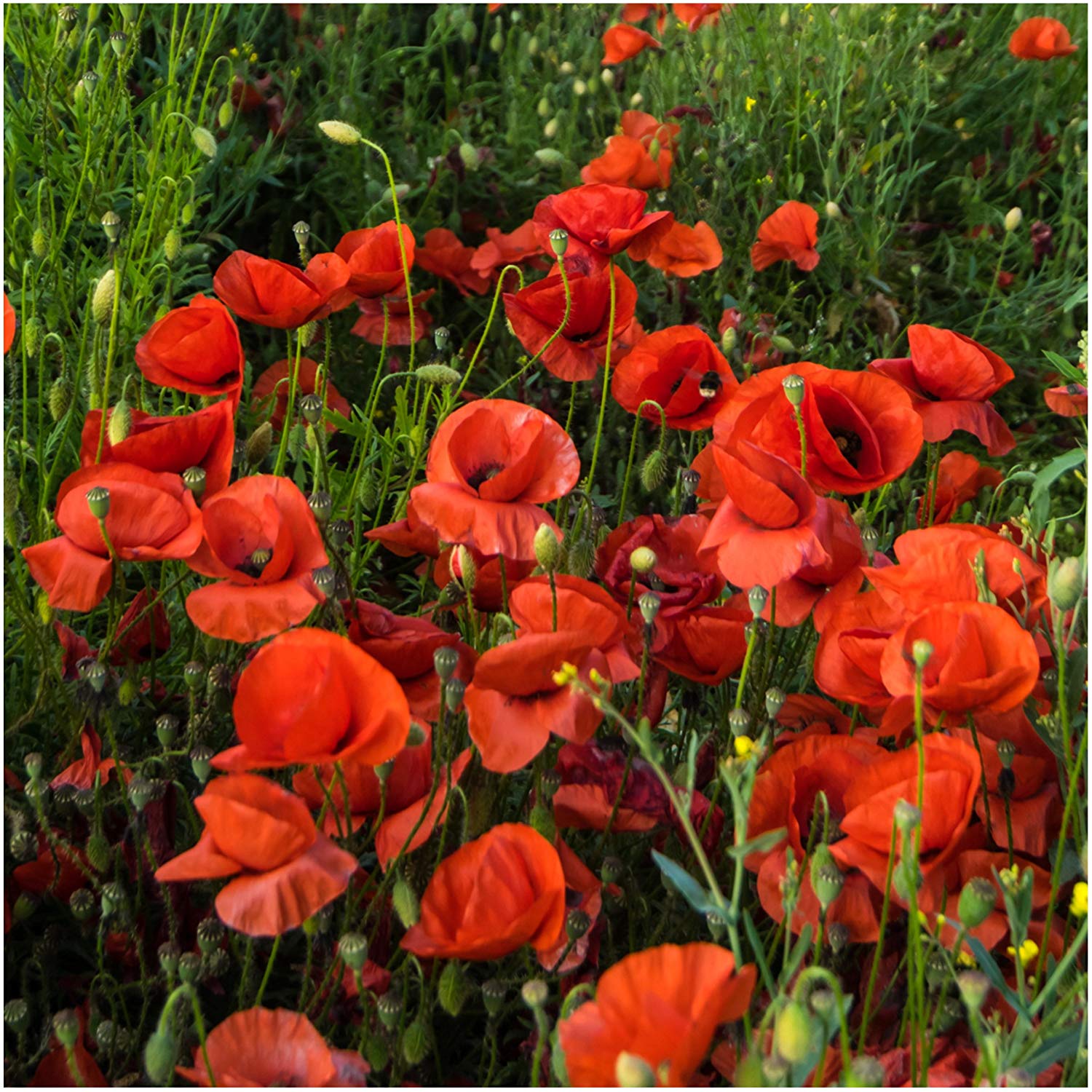Amazon.com : Package of 10, 000 Seeds, Red Poppy 