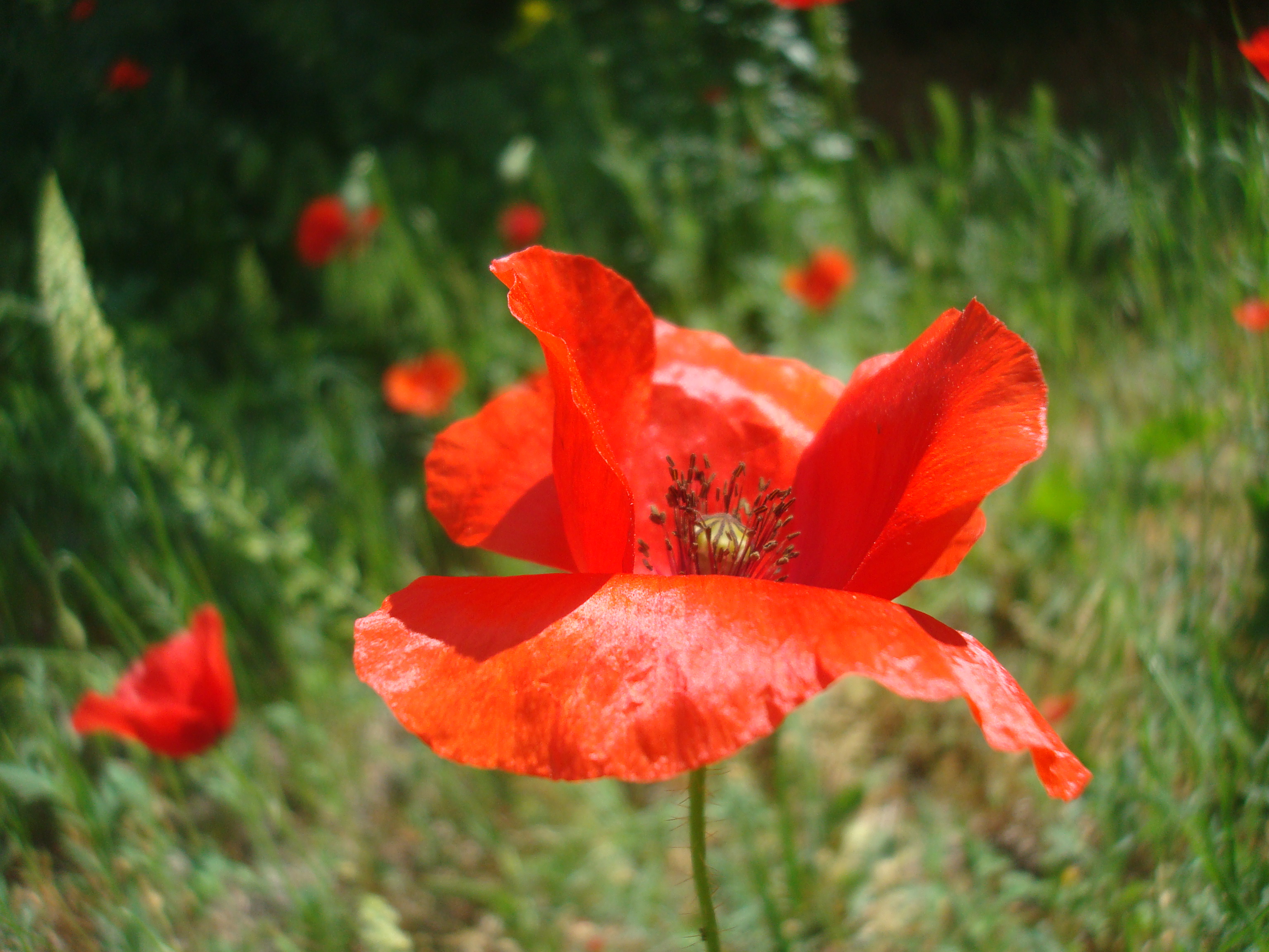Red poppy flower photo