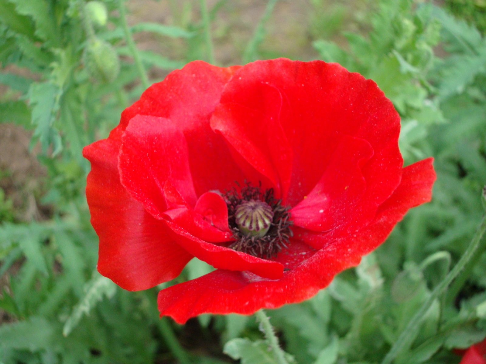 Red Poppy | Poppy flowers, Flowers and Flower types