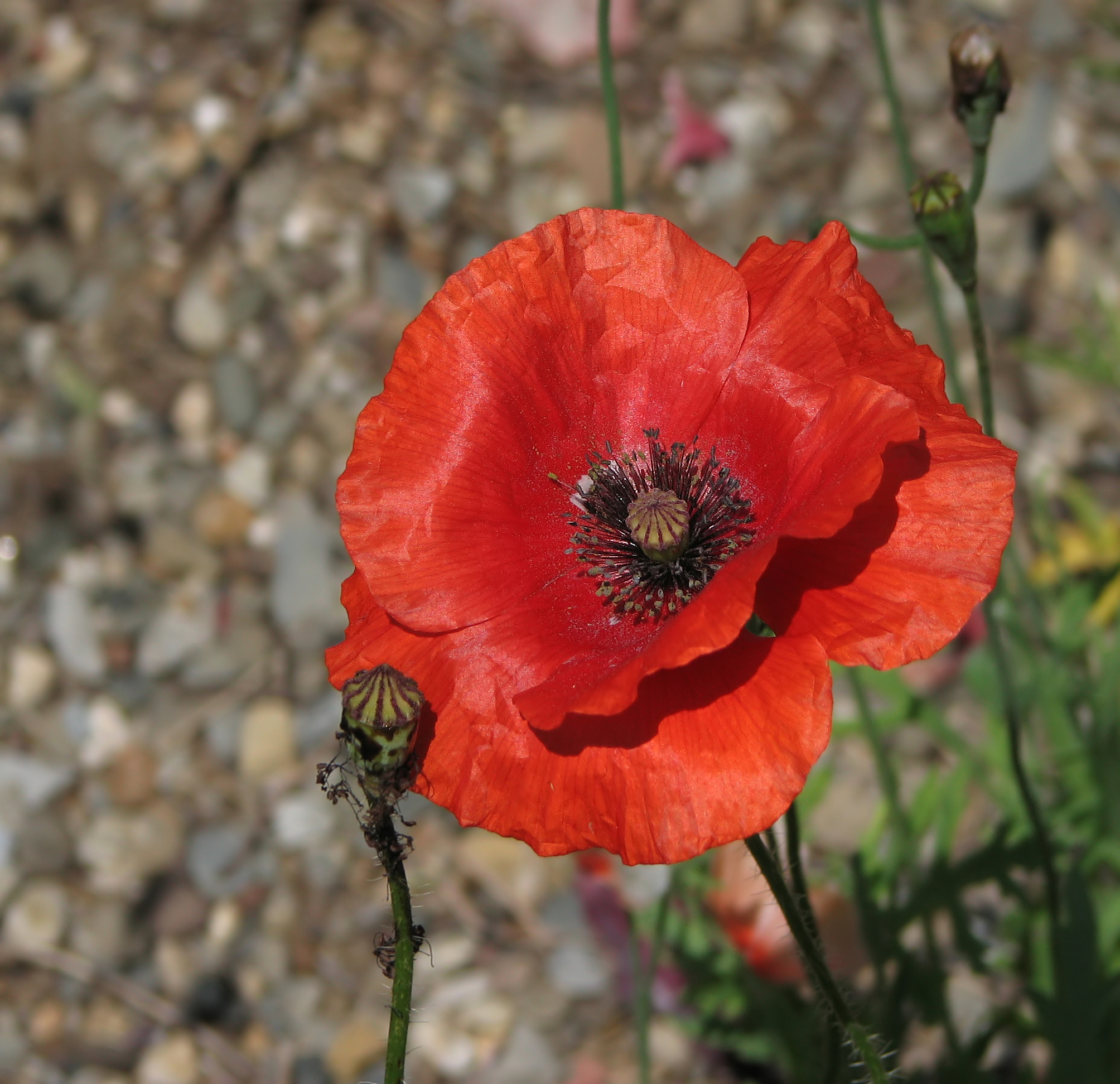 File:Red Poppy Papaver Flower Top 2008px.jpg - Wikimedia Commons