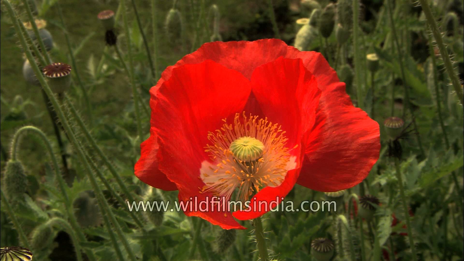 Red Poppy Papaver Flower - YouTube