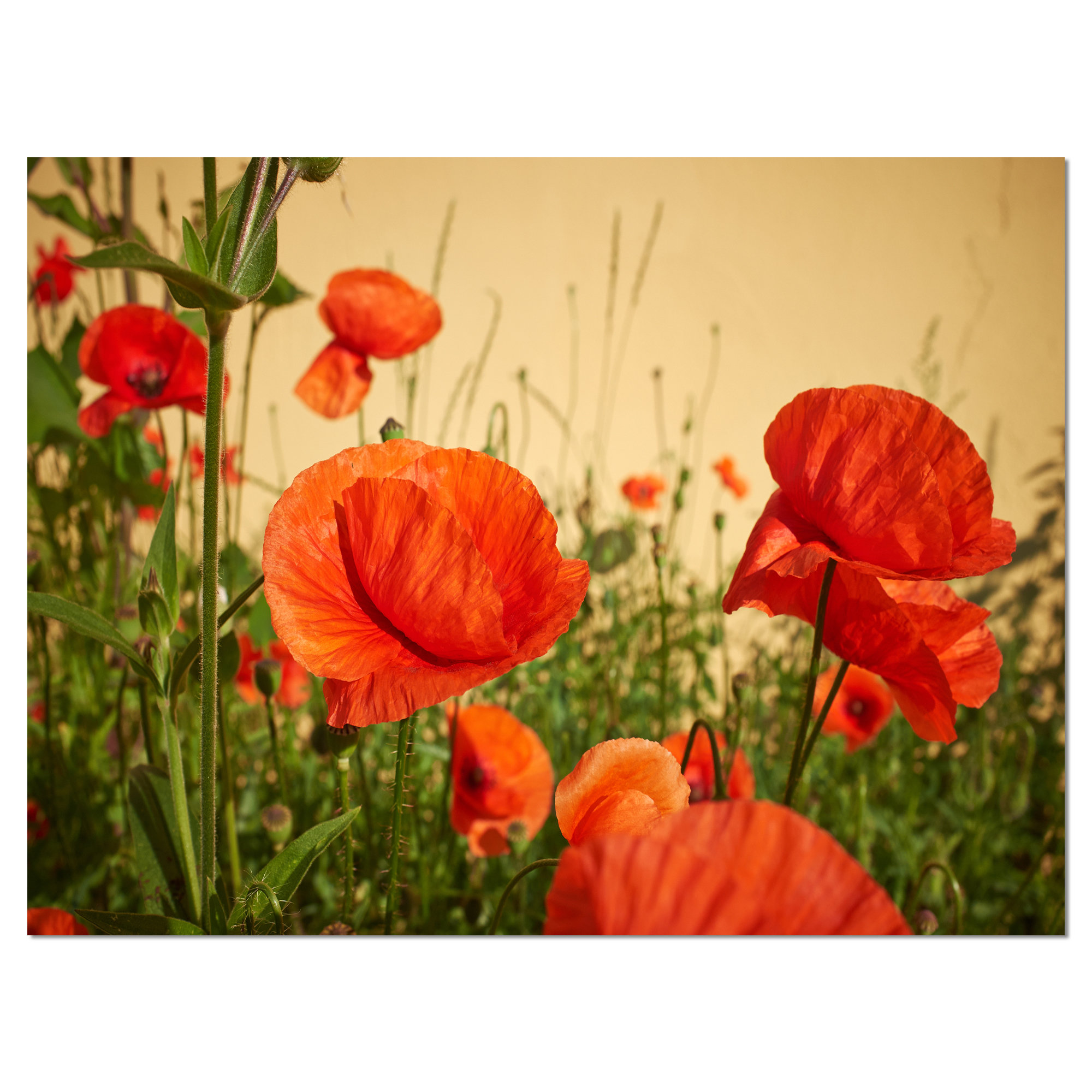 DesignArt 'Colorful Red Poppy Flower Field' Photographic Print on ...