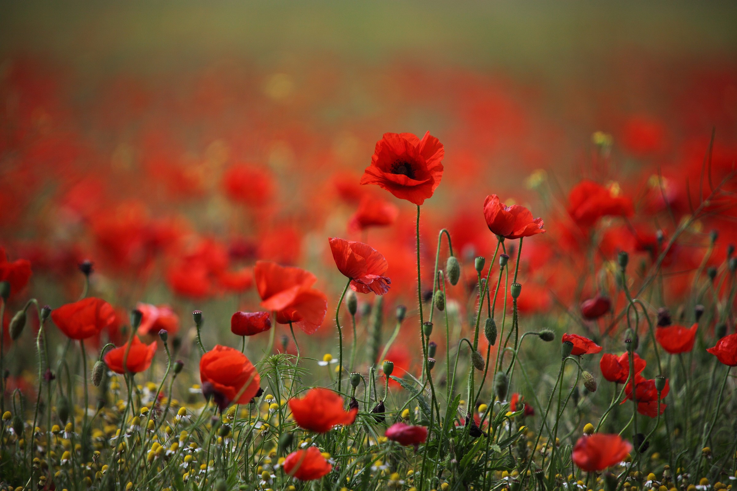 Flowers: Flowers Poppy Crop Red Wallpapers Collection for HD 16:9 ...