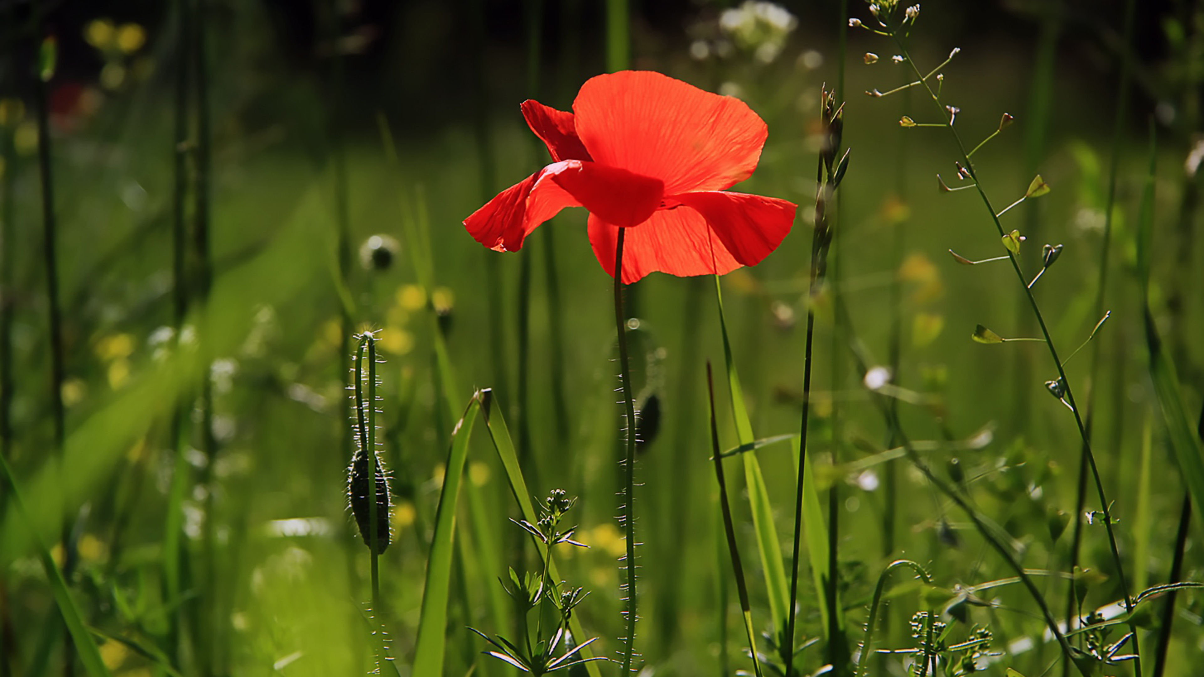 Free Red Poppy Flower ChromeBook Wallpaper Ready For Download