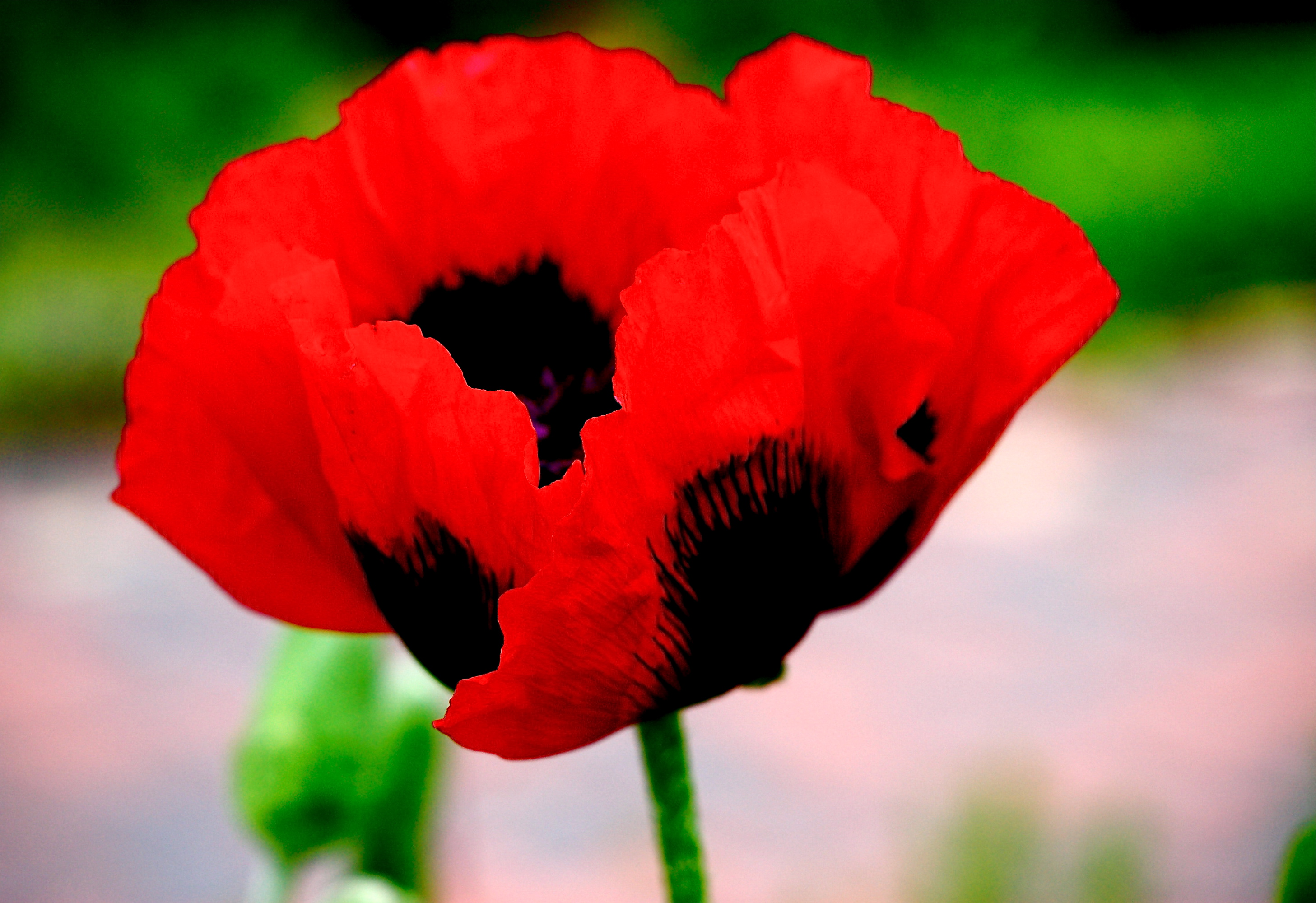 Spring's Oriental Poppy, Part One: Red with Splashes of Black | Lens ...