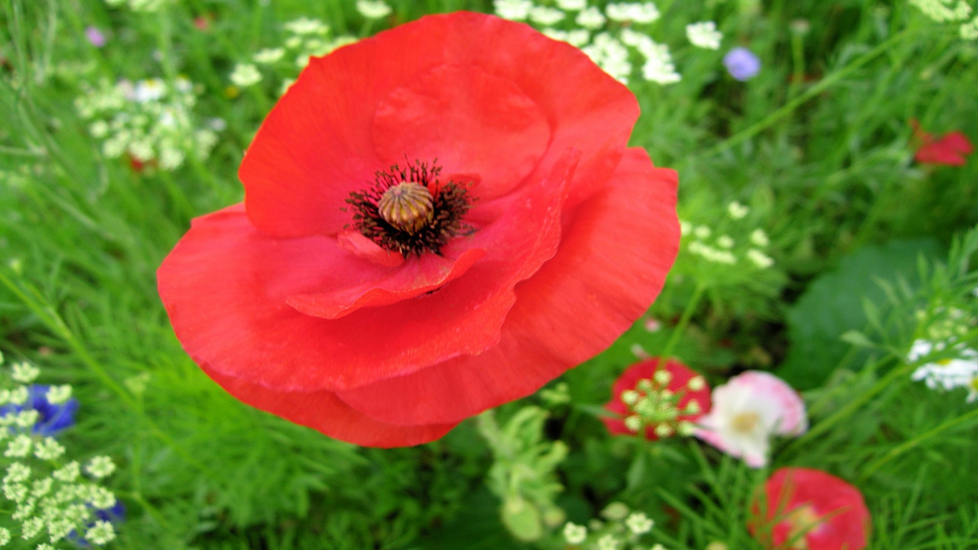 Red Poppy Flower For You Hd Background - Wallpaper Gallery