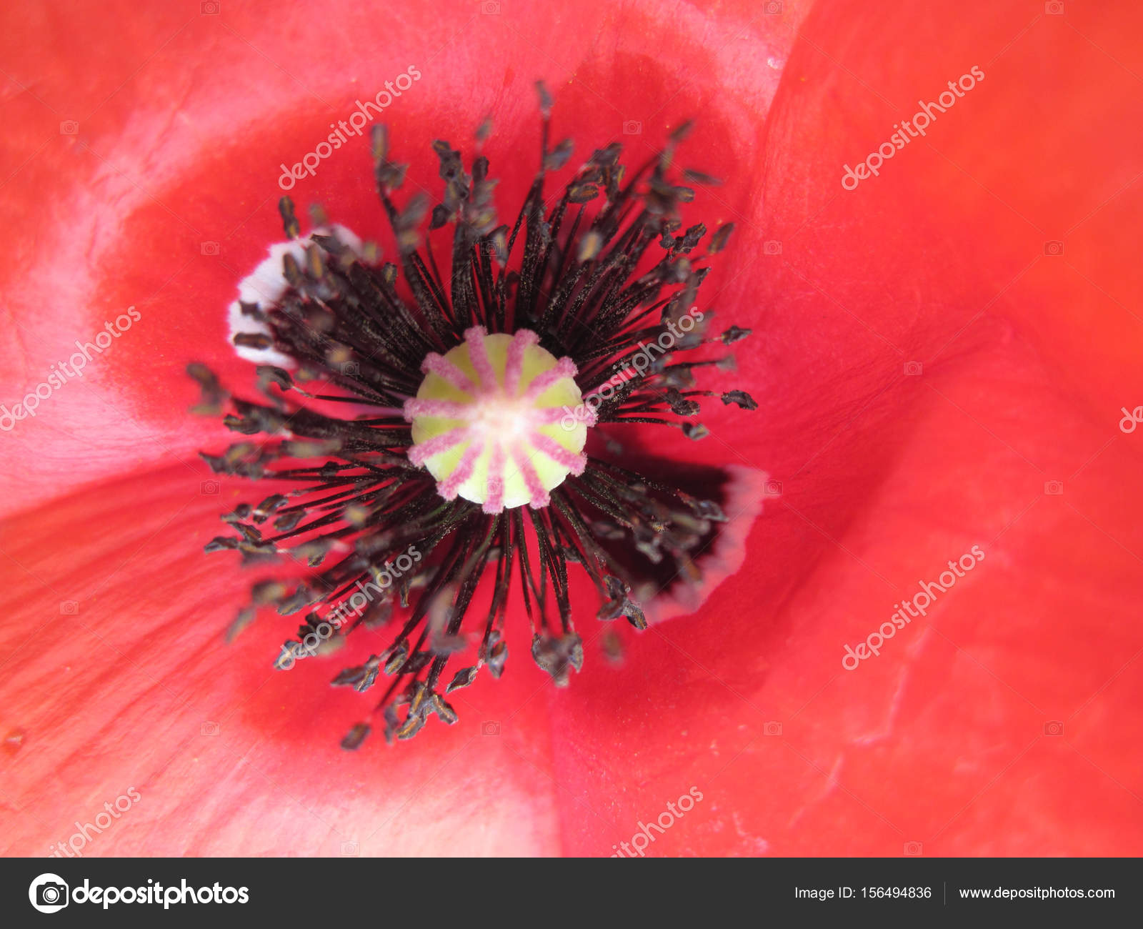 red poppy flower background — Stock Photo © jonnysek #156494836
