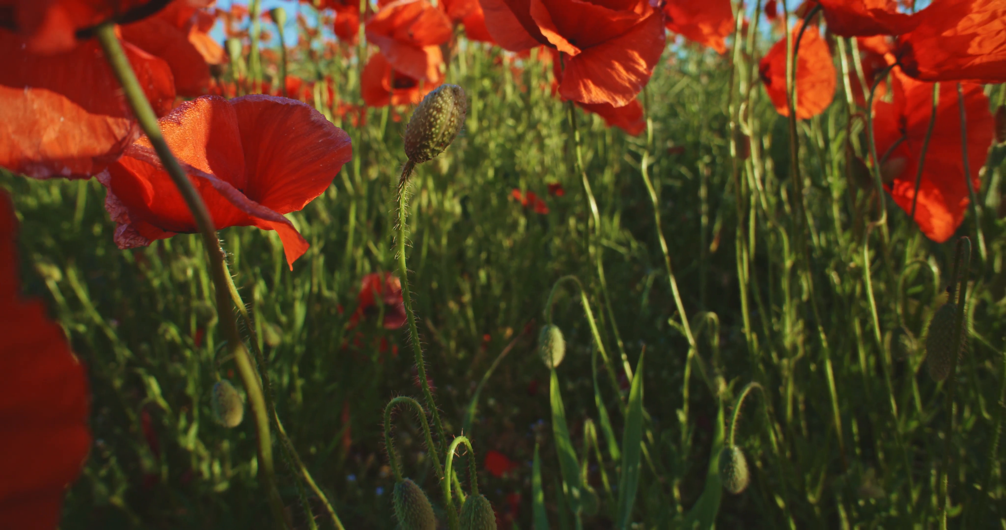 Poppies field. Camera flying through beautiful blooming red poppy ...