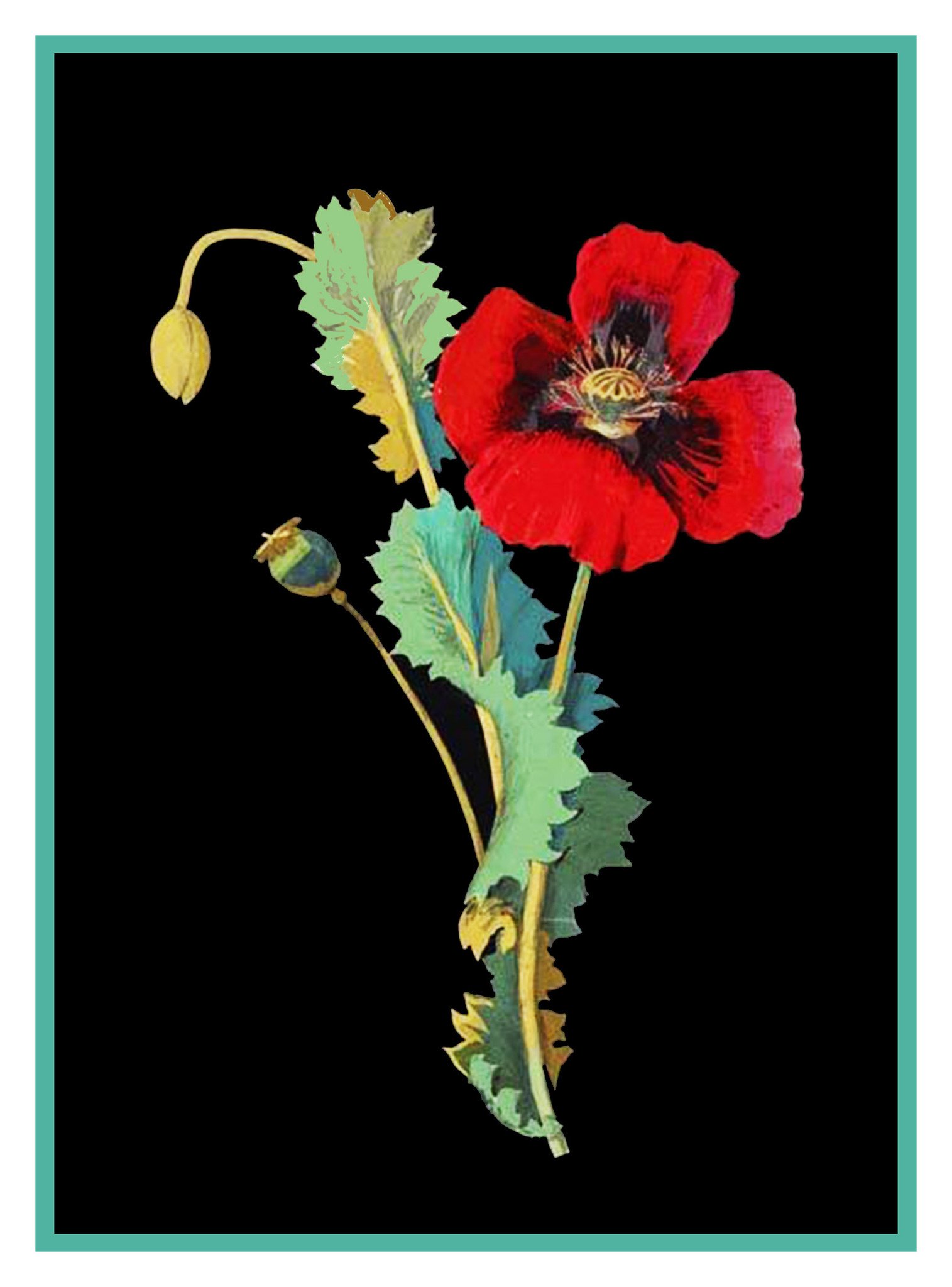 Red Poppy Flower by Mary Delany Counted Cross Stitch or Counted ...