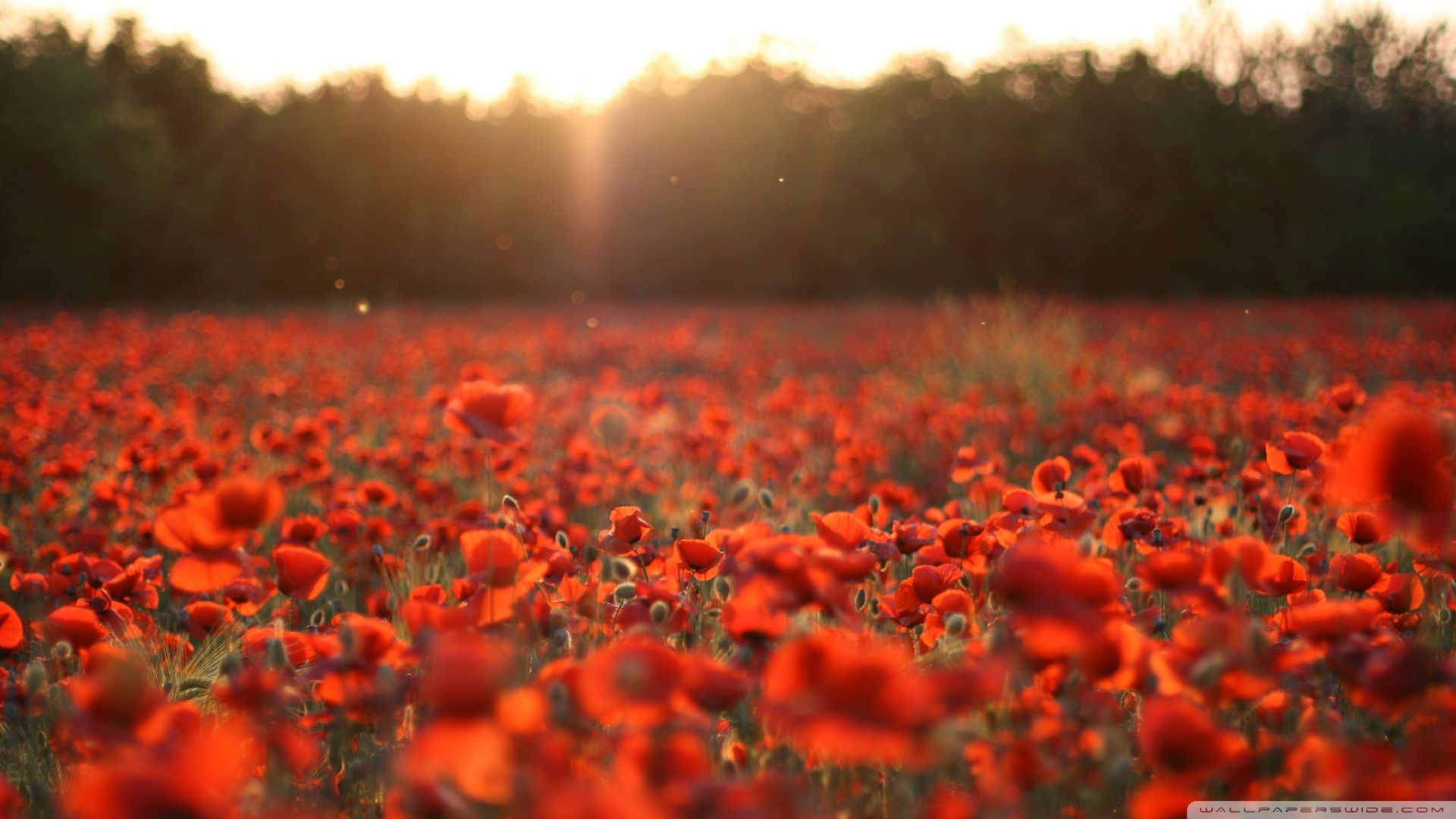 Poppies Meadow Wallpaper 1920x1080 Poppies, Meadow | POPPIES ...