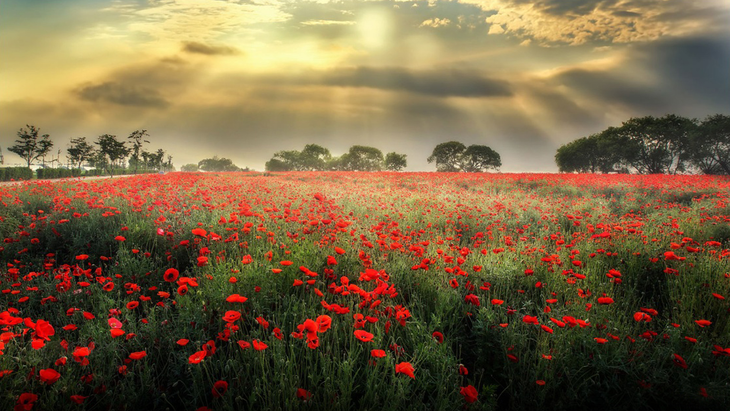Meadow With Red Poppies, Dark Black Clouds Sun Rays Desktop ...