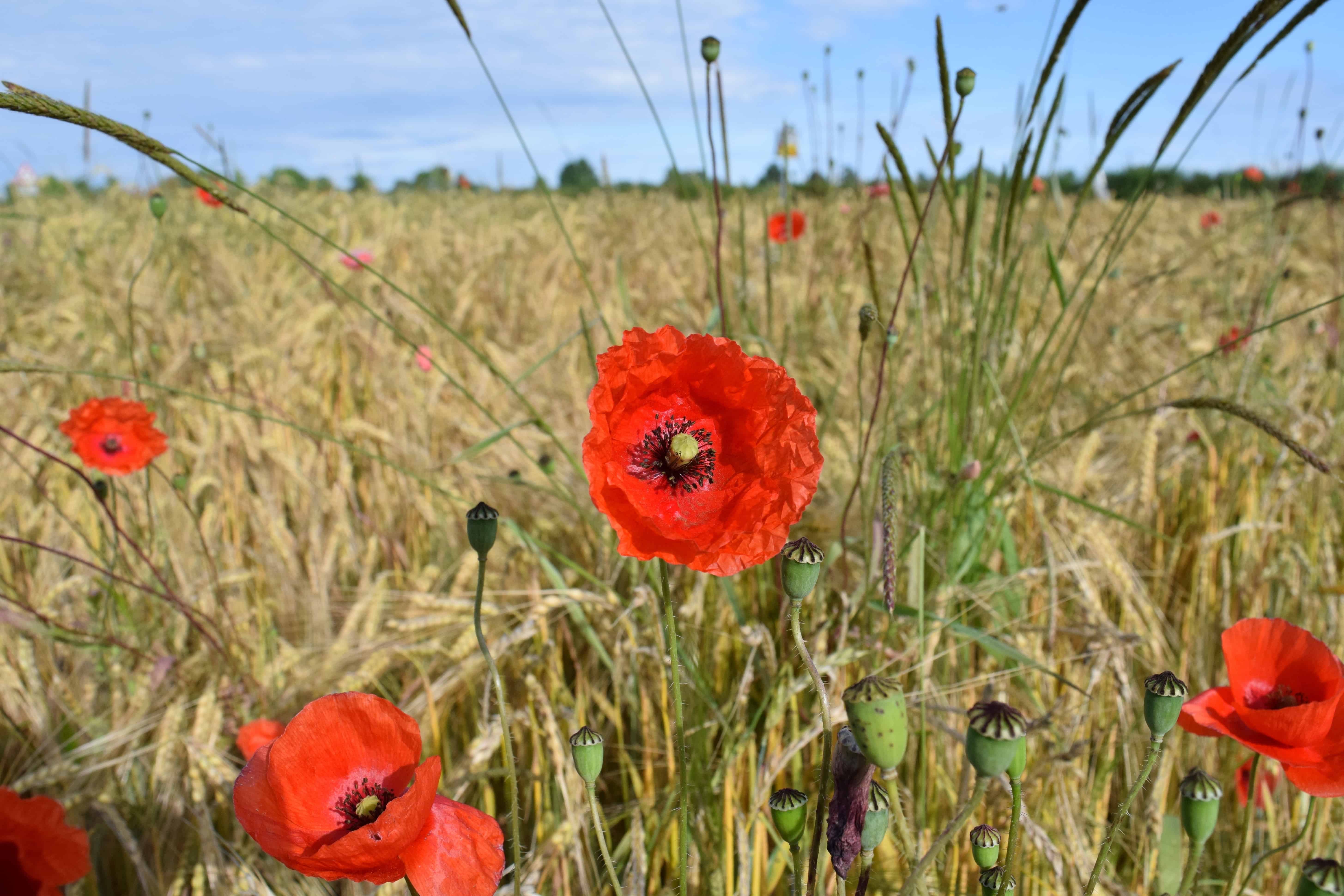 Free picture: field, summer, grass, flora, nature, flower, red poppy ...