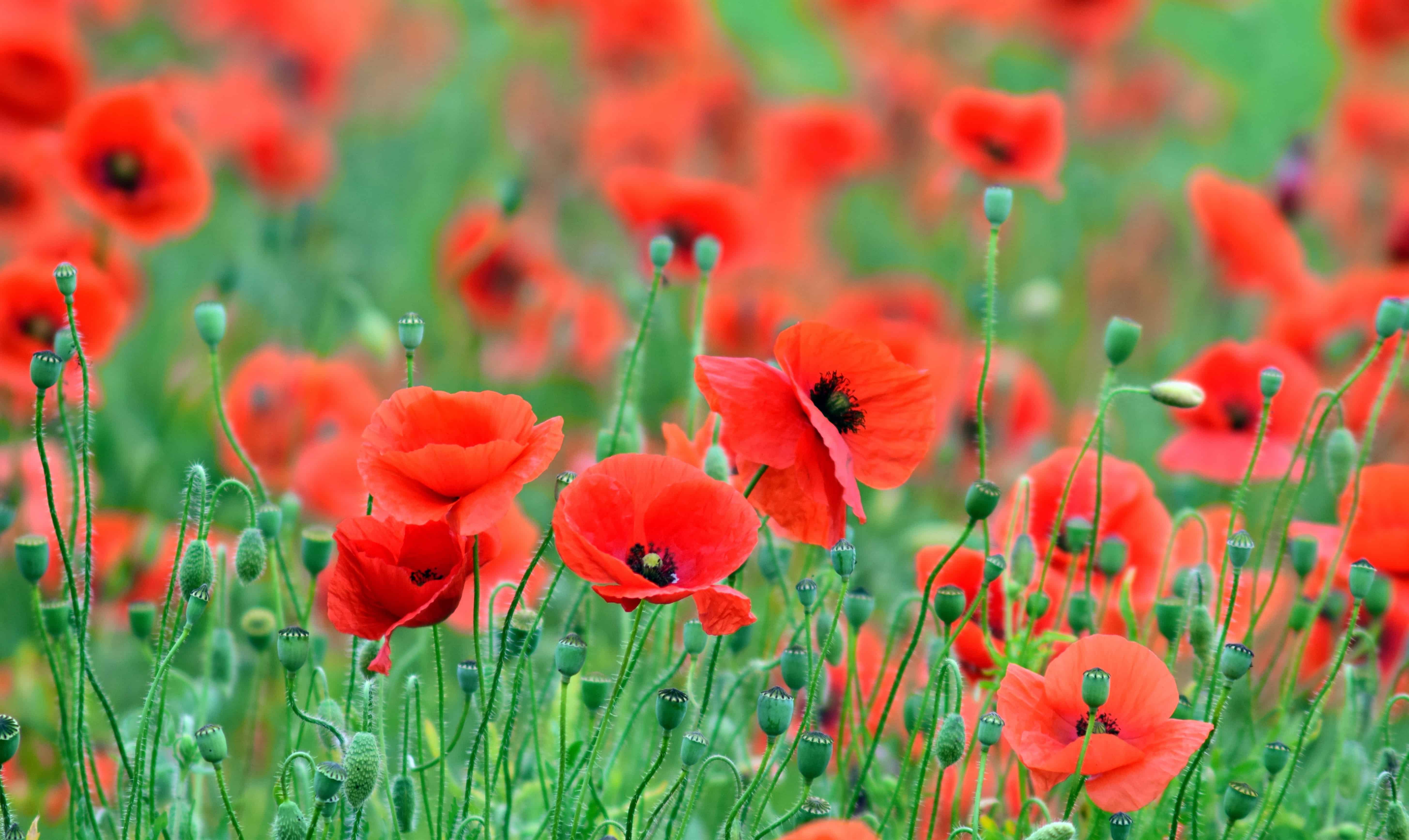 Free picture: poppy, meadow, red, summer, grass, flower, flora ...