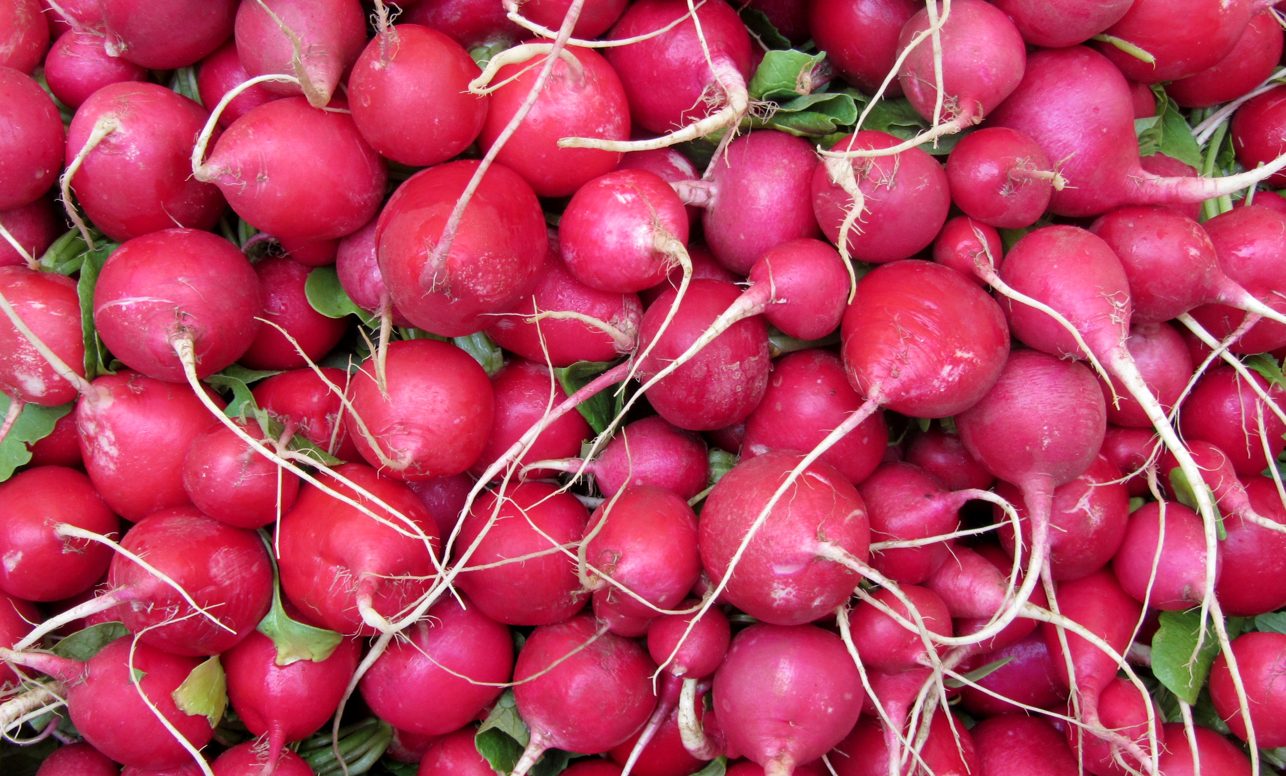 How to Grow Radishes | MSU Extension