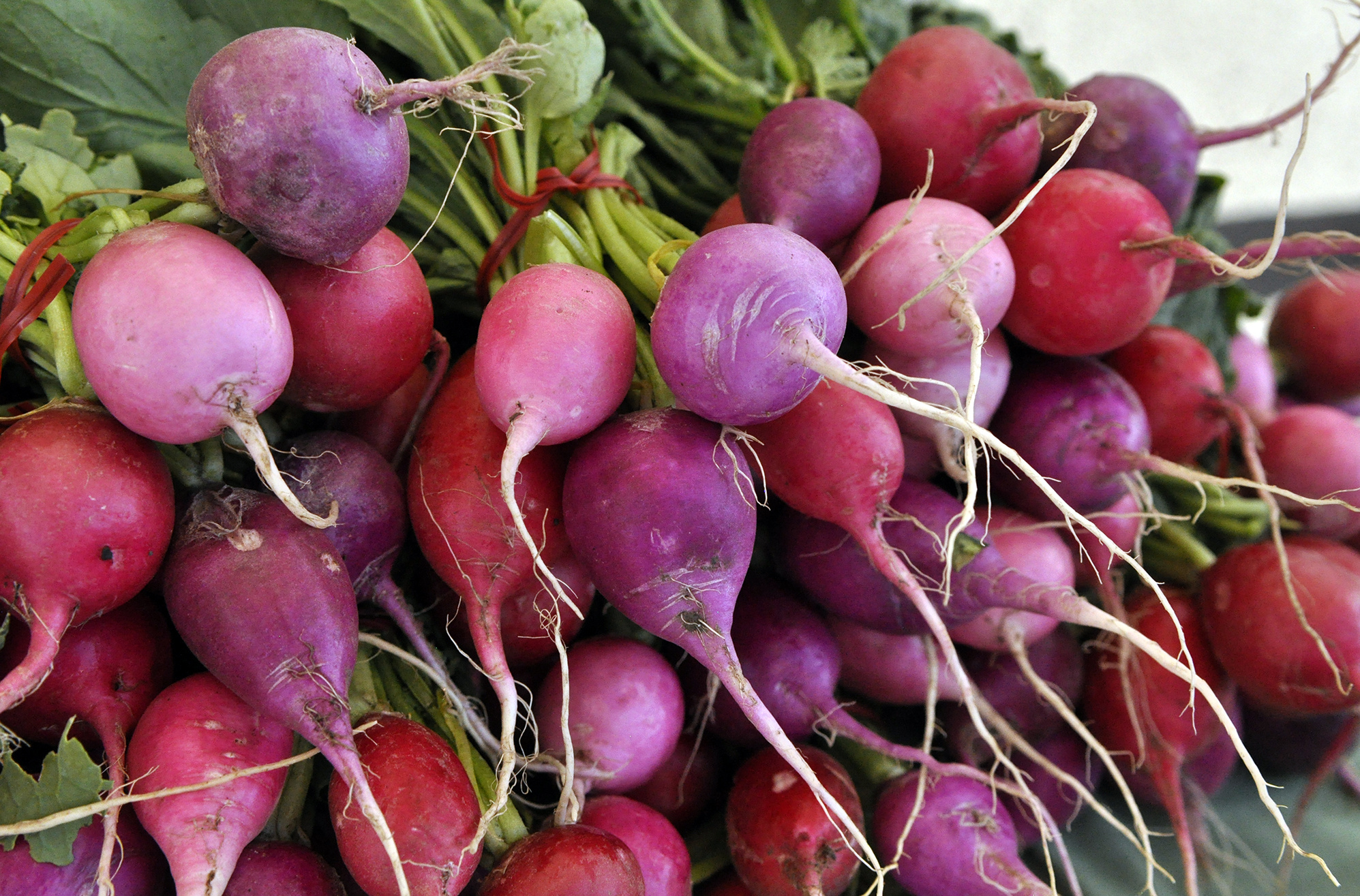 Easter egg radishes add peppery bite to summer dishes | The ...