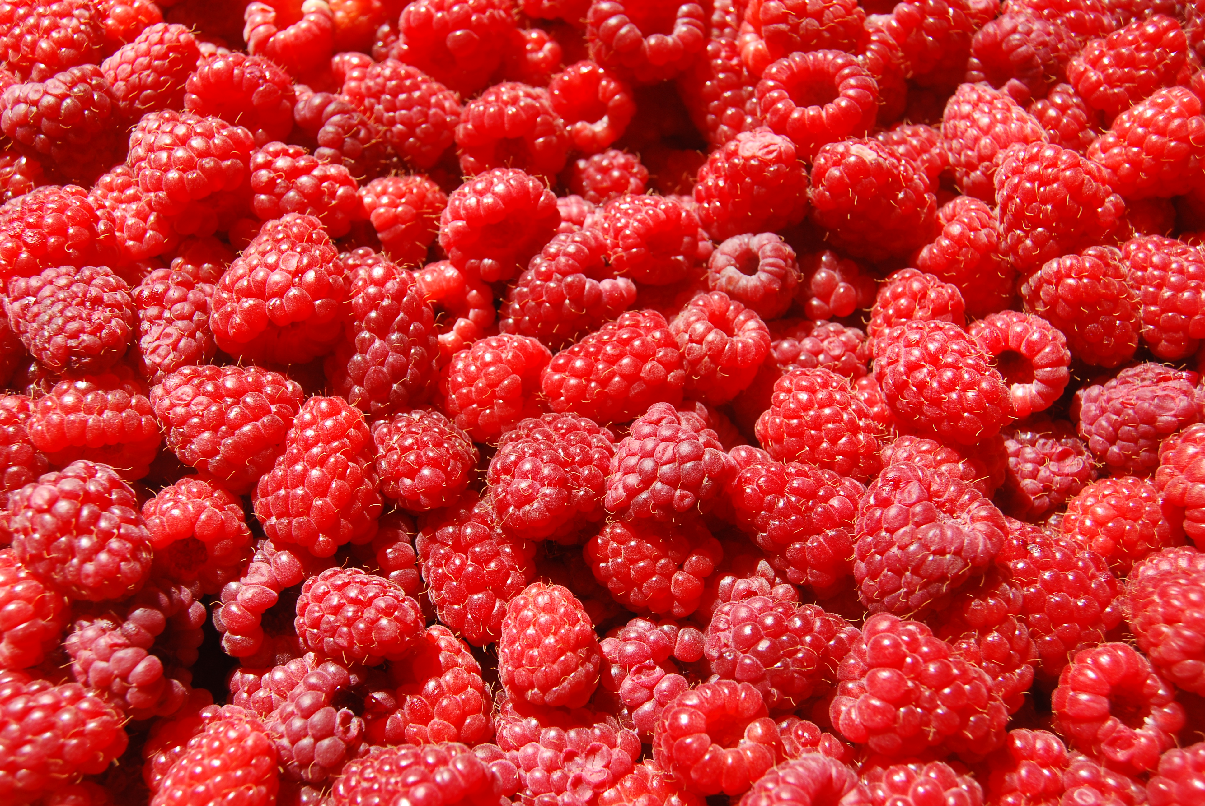 Raspberries images Raspberries ♡ HD wallpaper and background photos ...