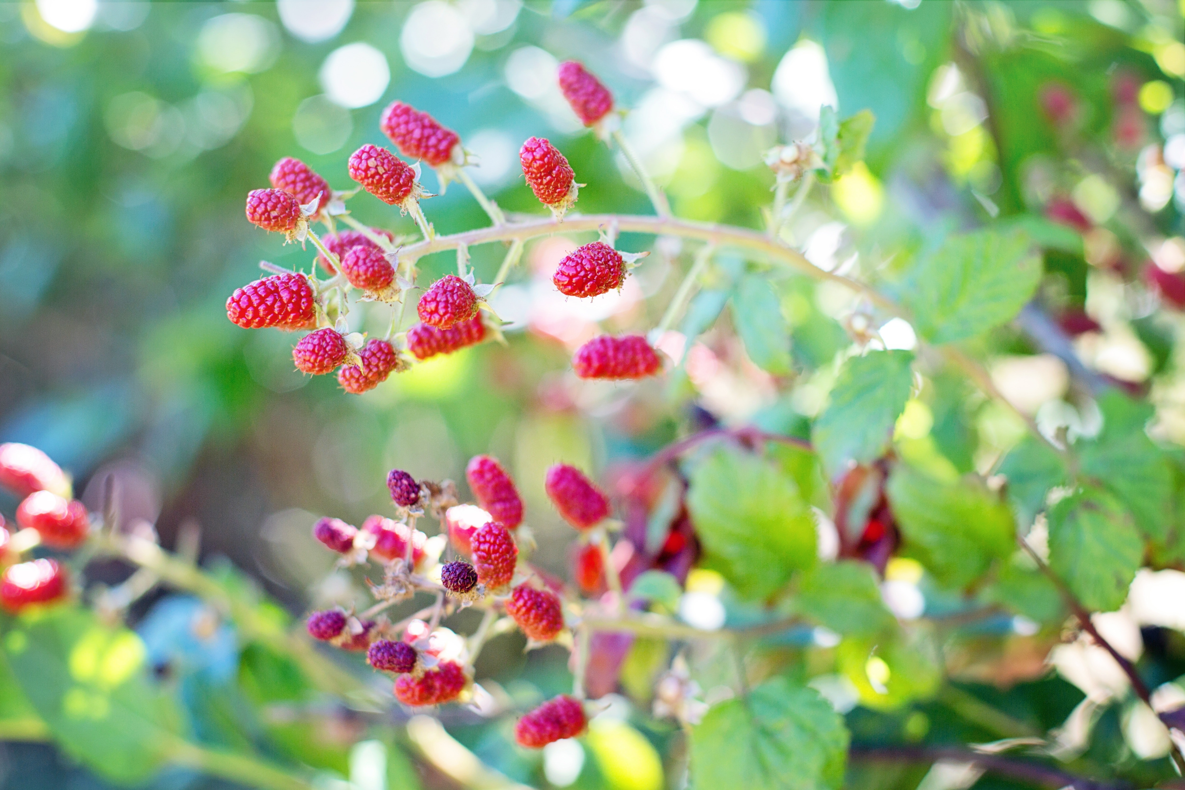 Red raspberries photo