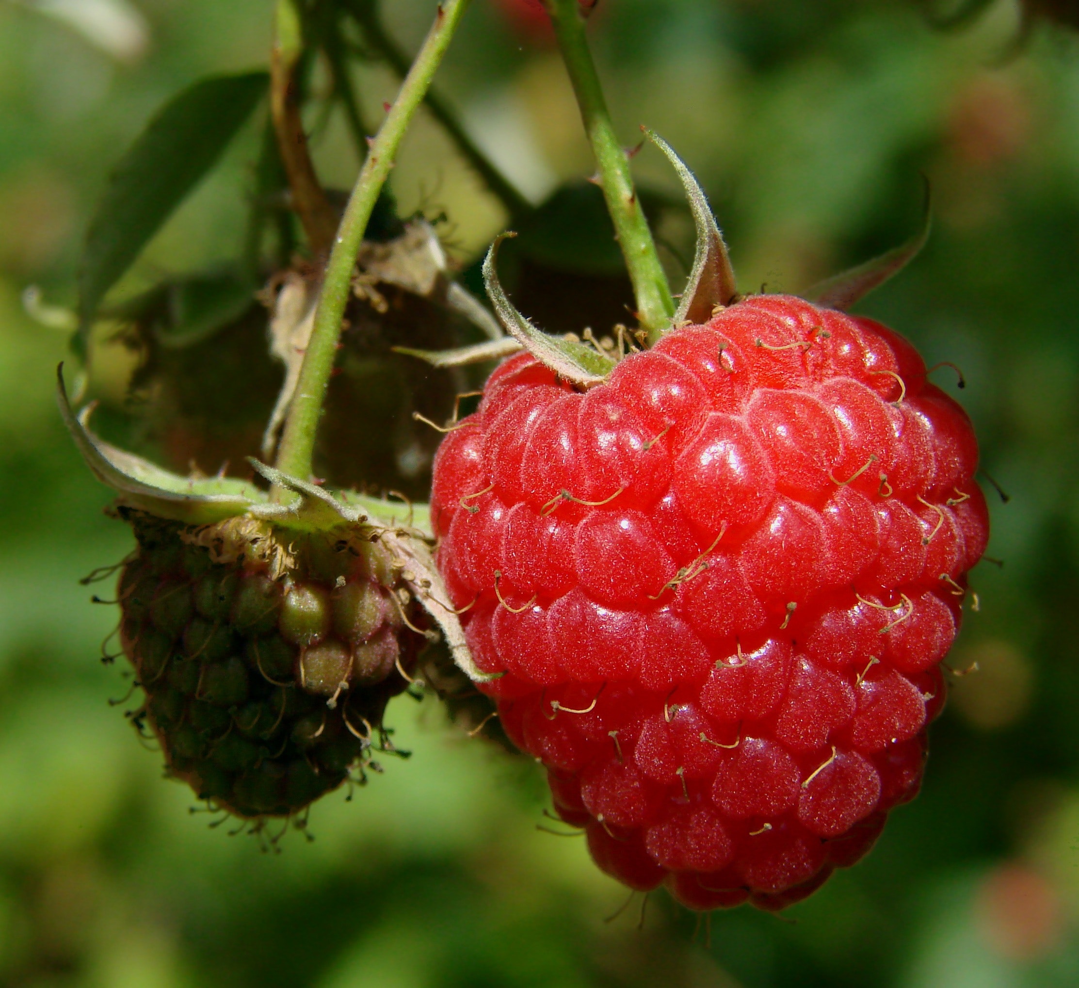 Red raspberry on the plant photo