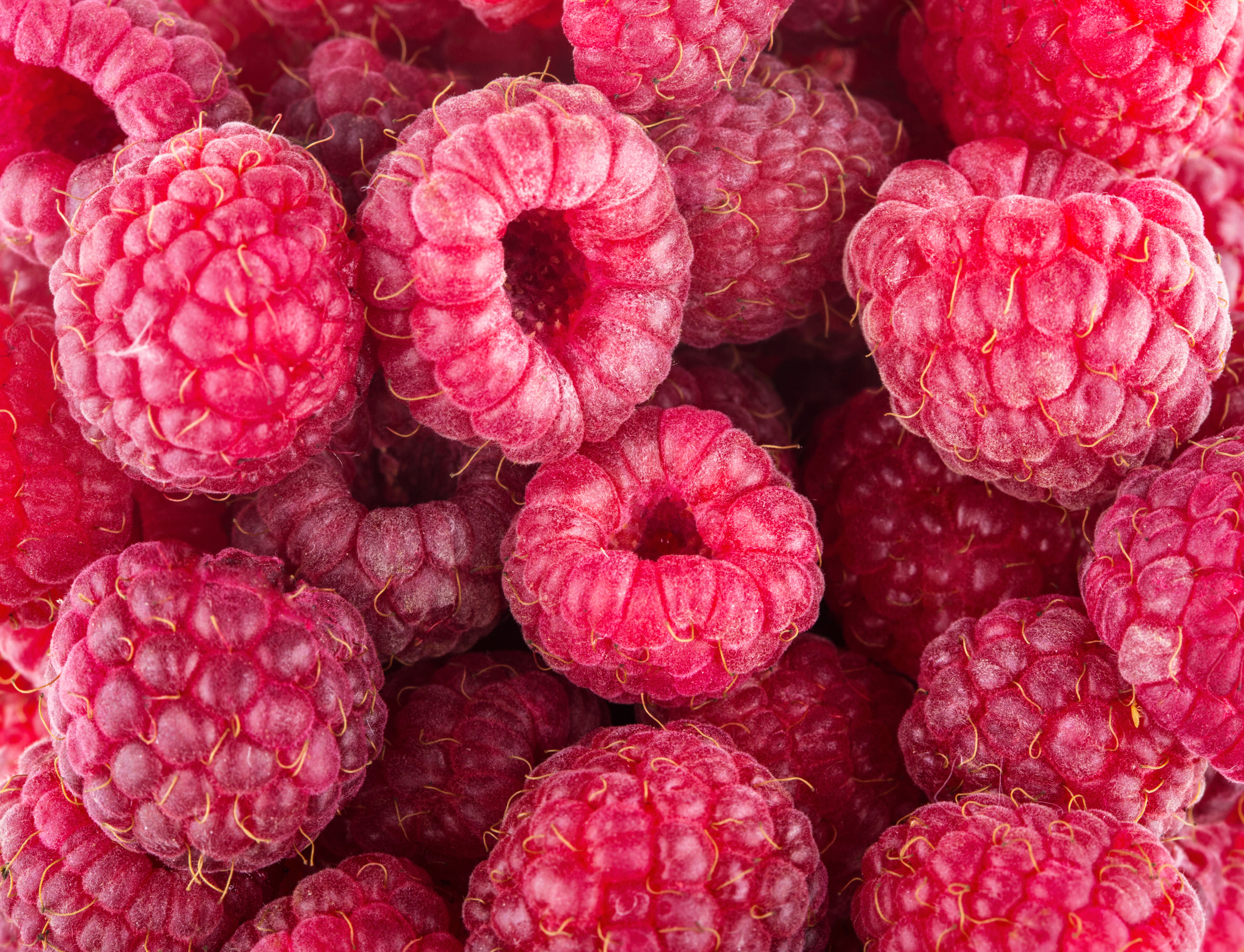 Red ripe berry raspberries photo