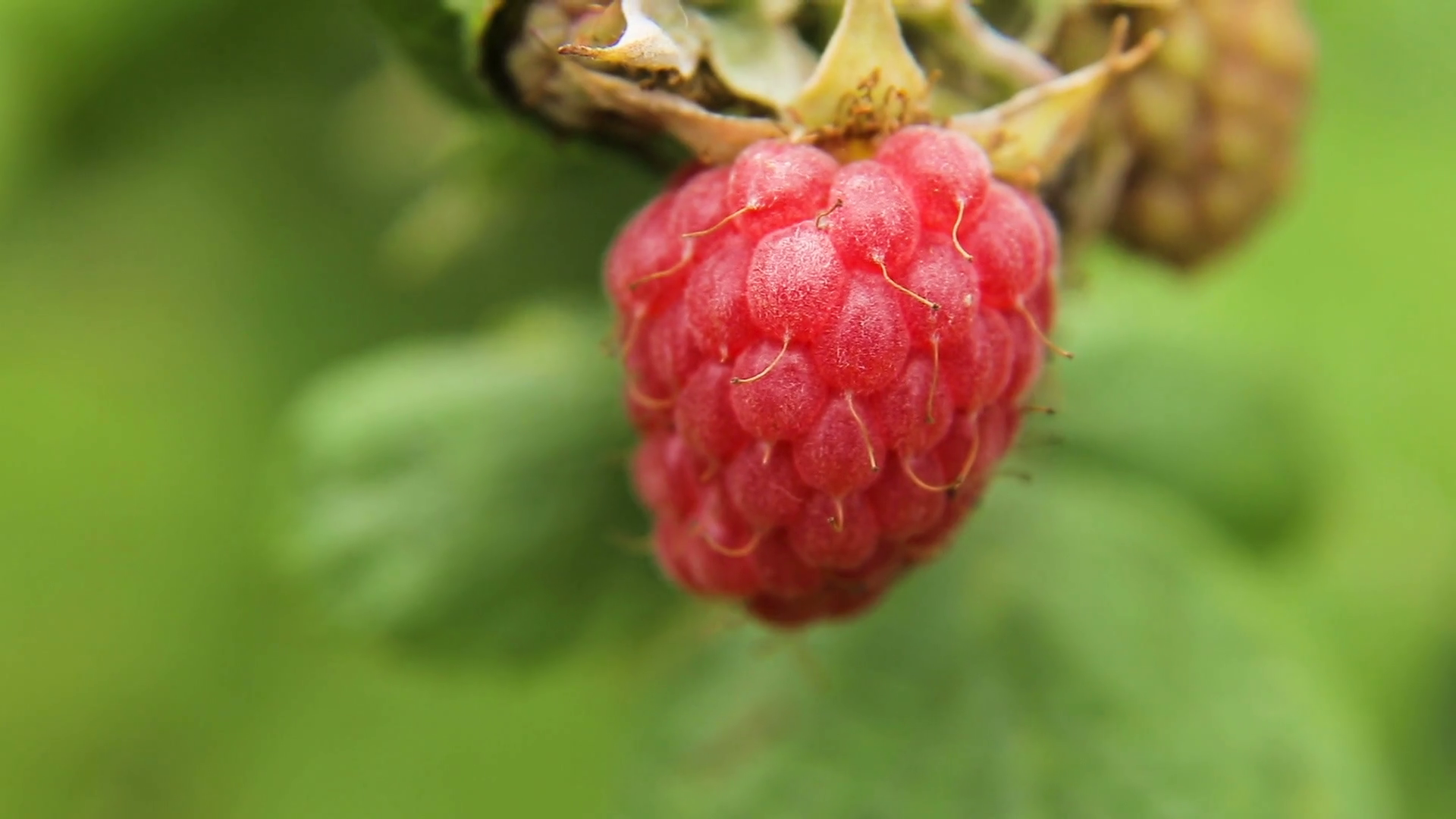 Close up view of a ripe red raspberry fruit in a garden. Ripe ...