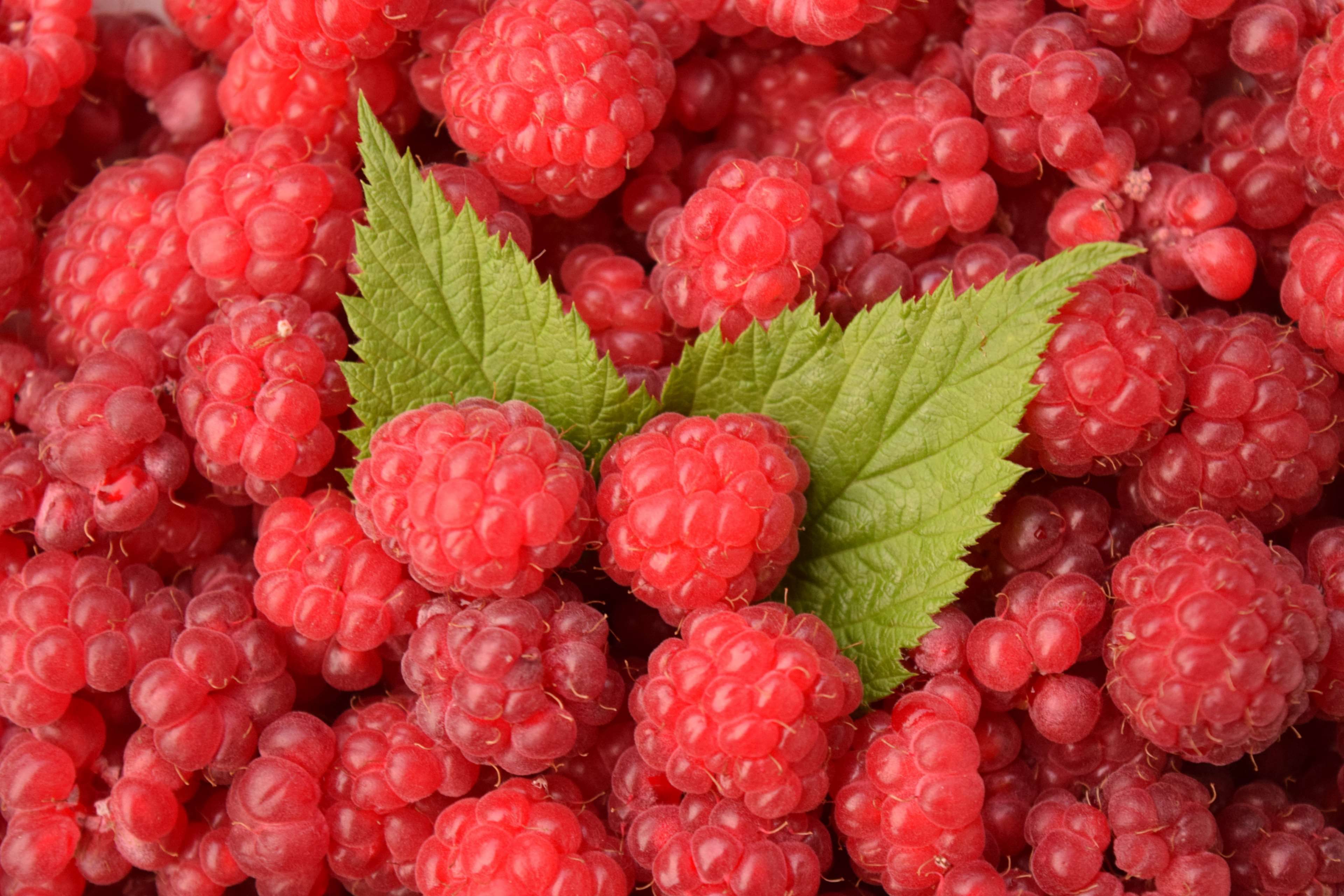 background #berries #berry #frisch #harvested #healthy #raspberries ...