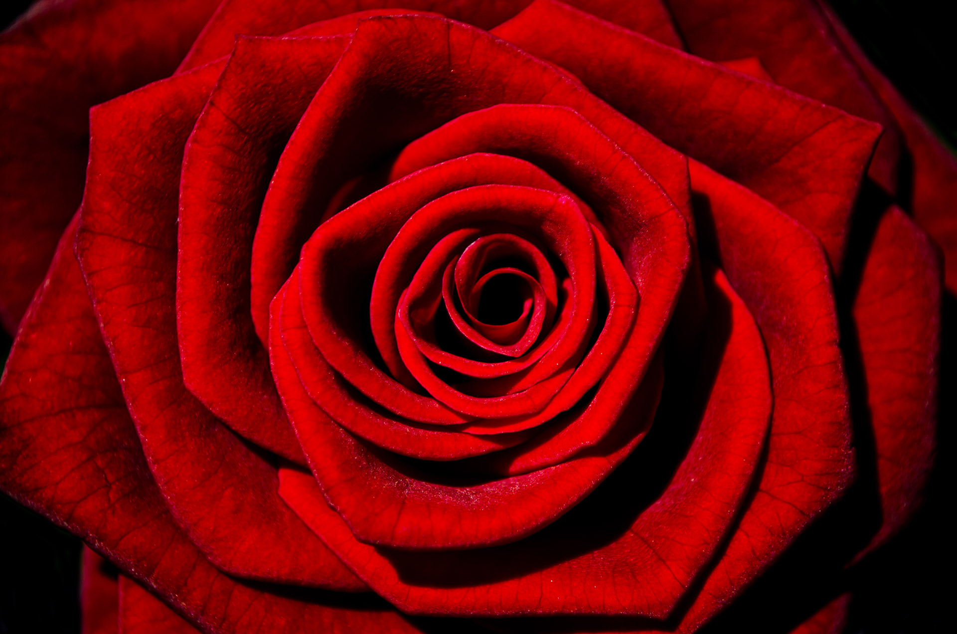 Red Rose Free Stock Photo - Public Domain Pictures. 