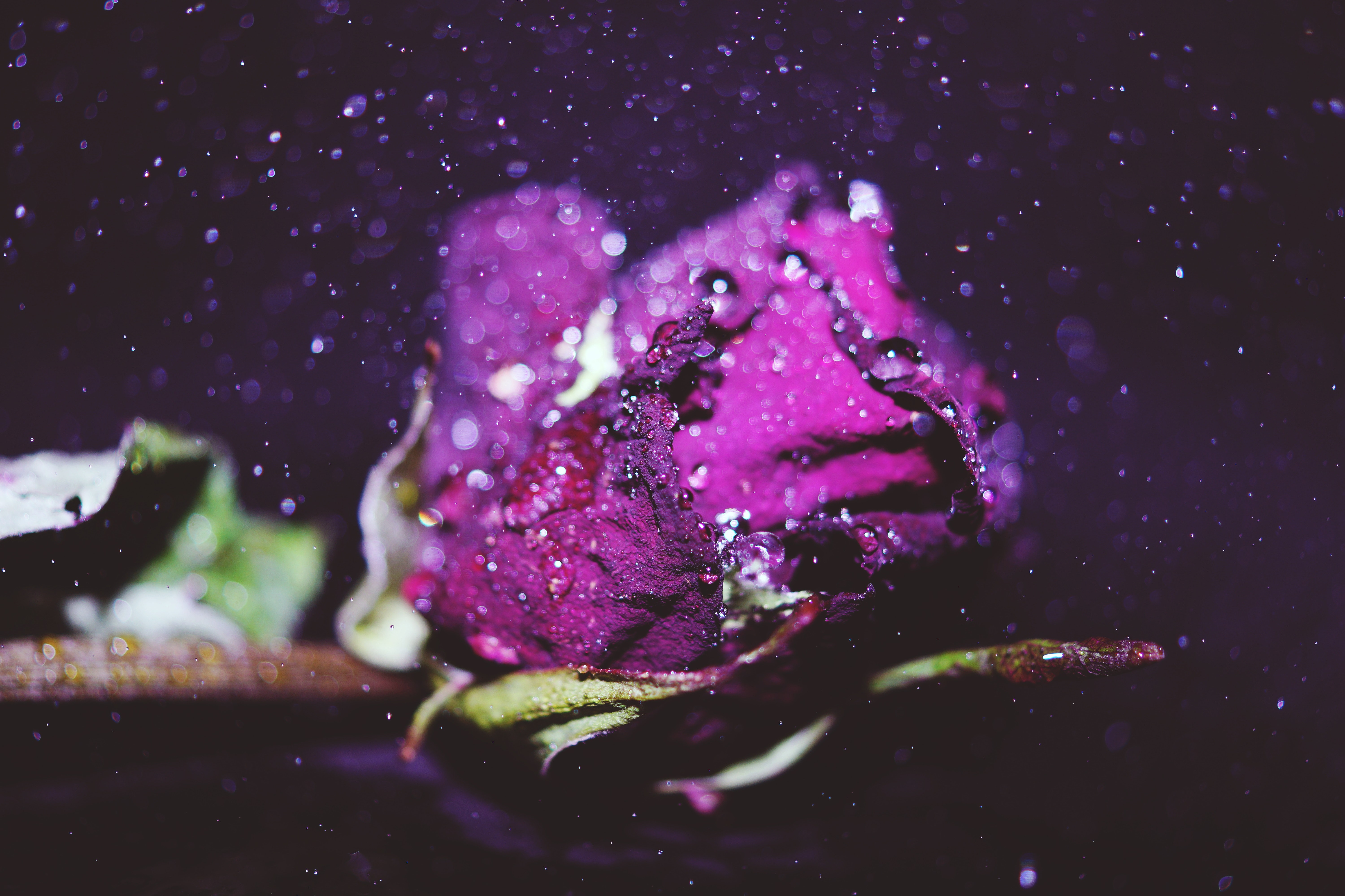 Red Rose, Green, Waterdrops, Water, Rose, HQ Photo