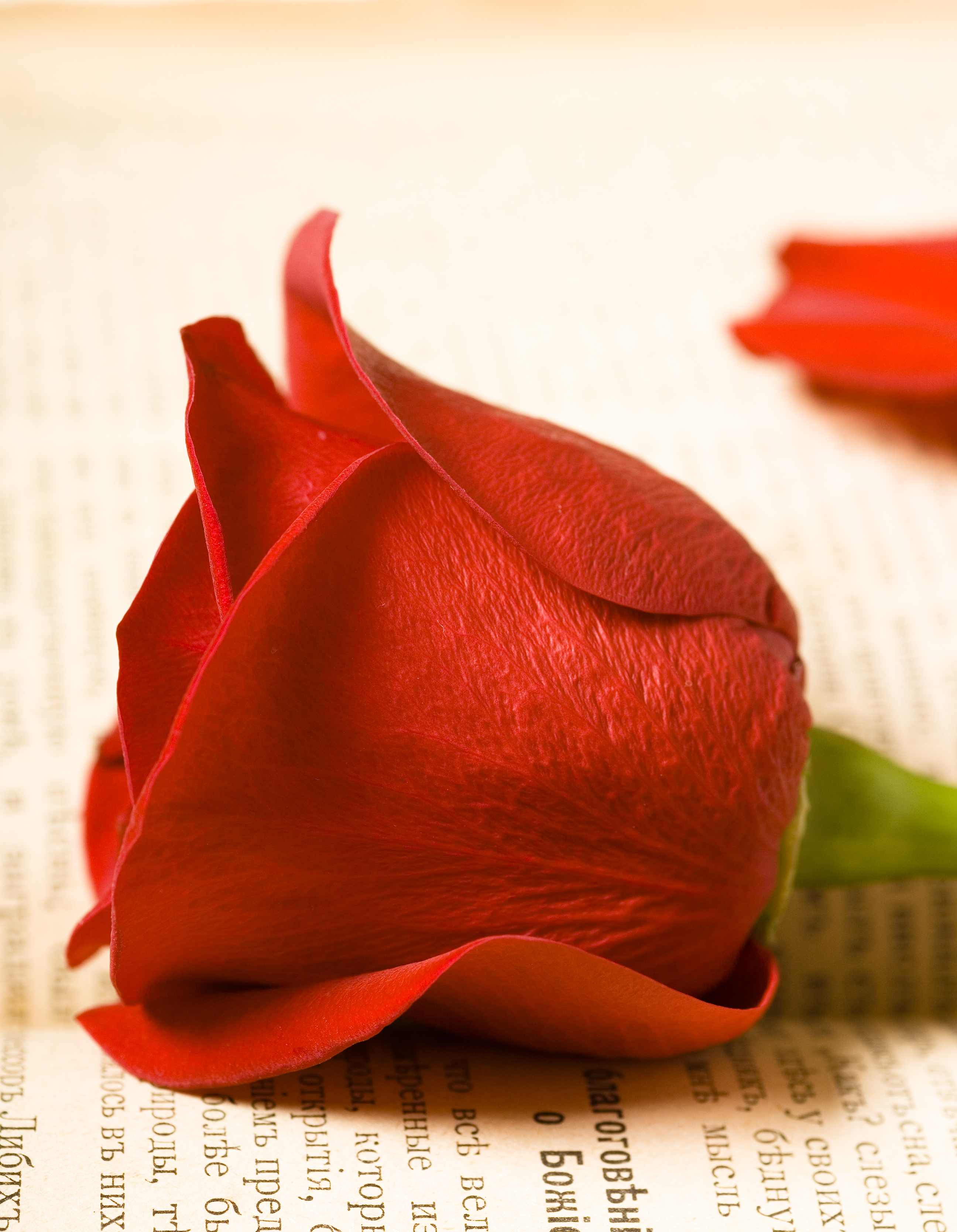 Red rose photo