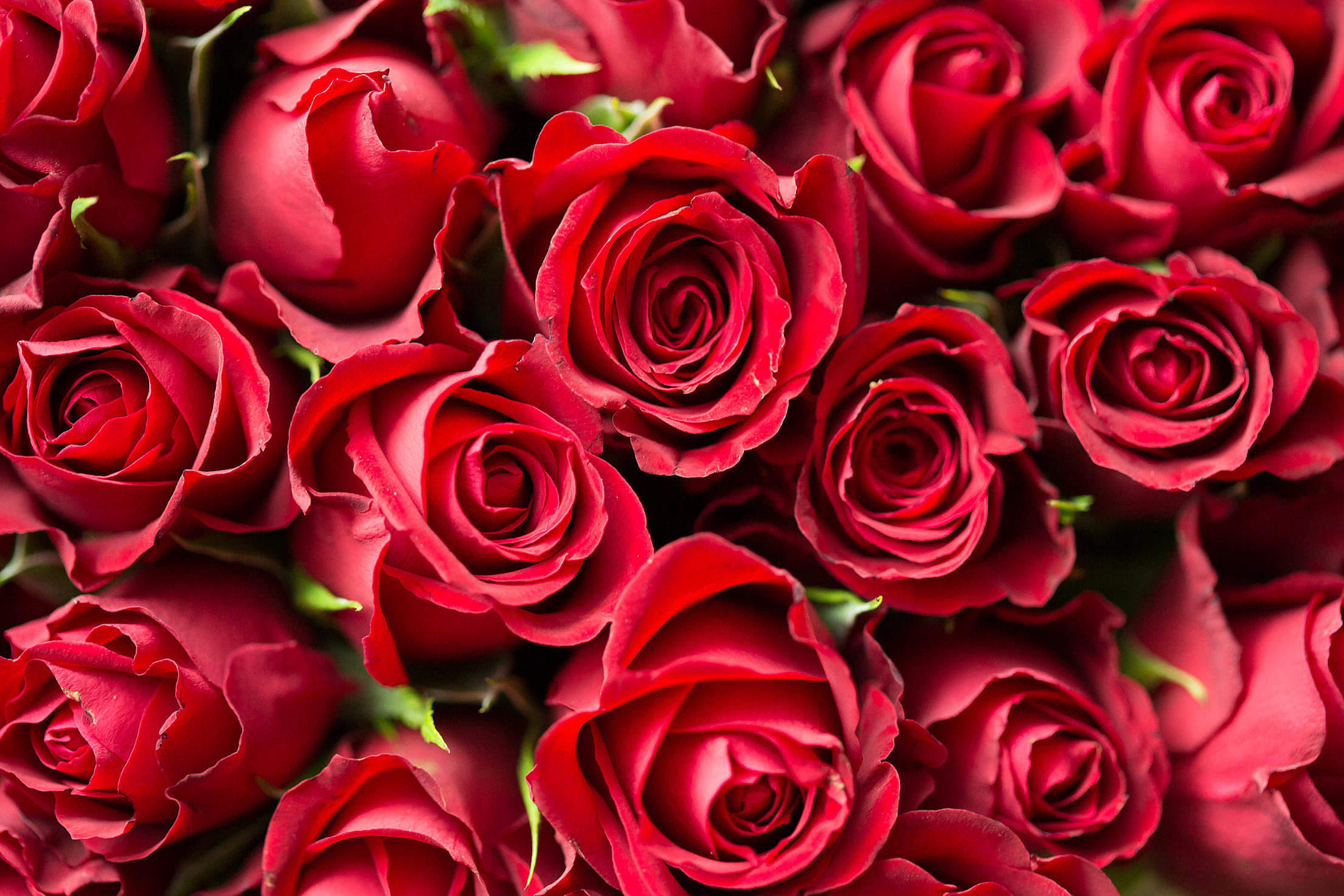 Valentine's Day Red Roses Close Up Free Stock Photo Download | picjumbo