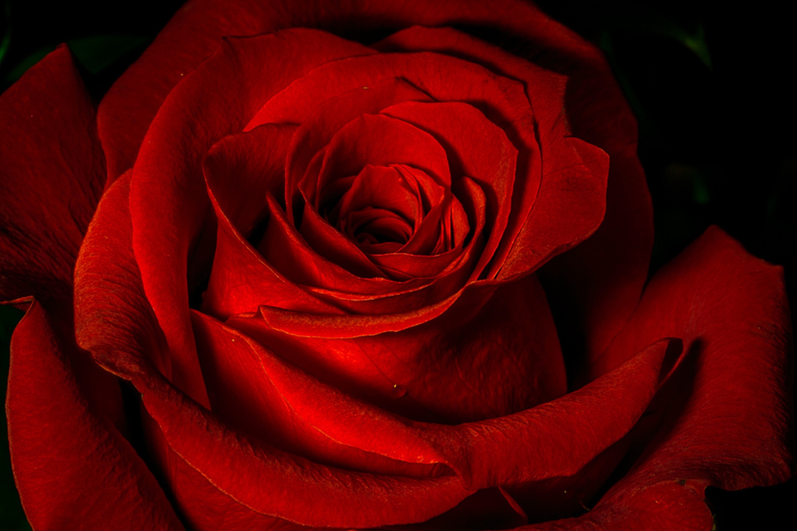 Wallpaper Red Rose, HD, Flowers, #3926