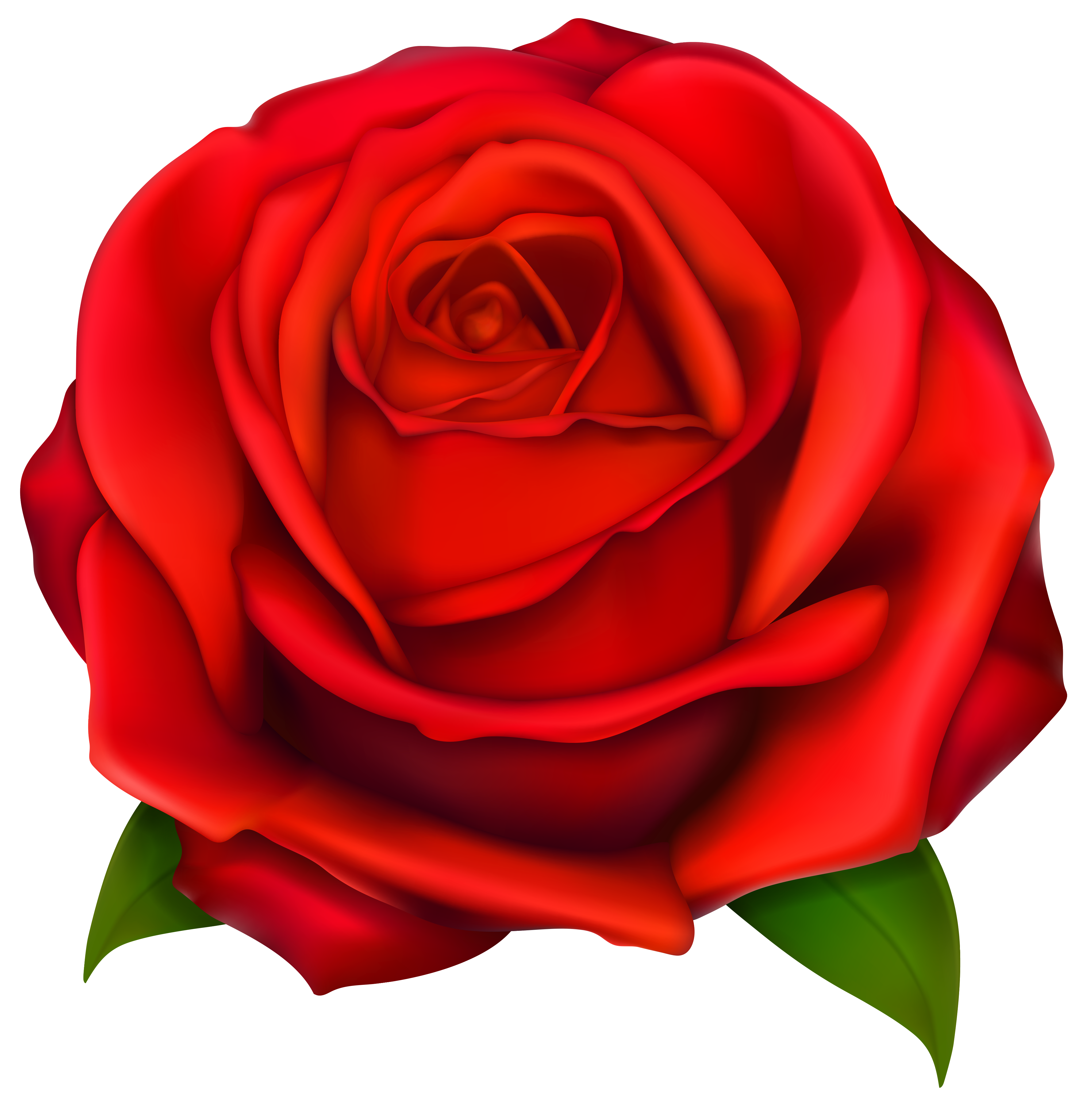 Transparent Red Rose PNG Clipart | Gallery Yopriceville - High ...