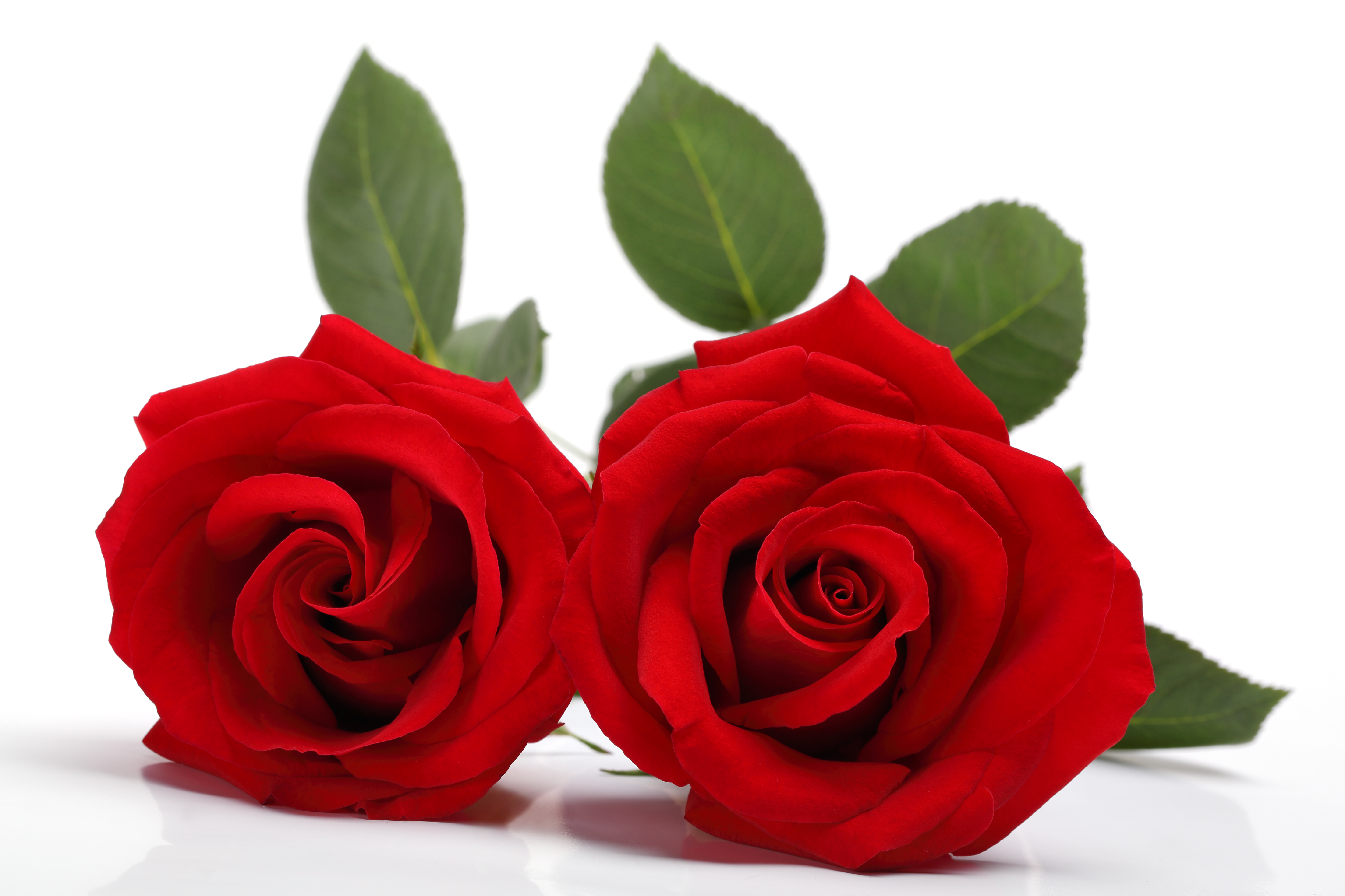 Wallpaper Red roses, HD, 5K, Flowers, #6123