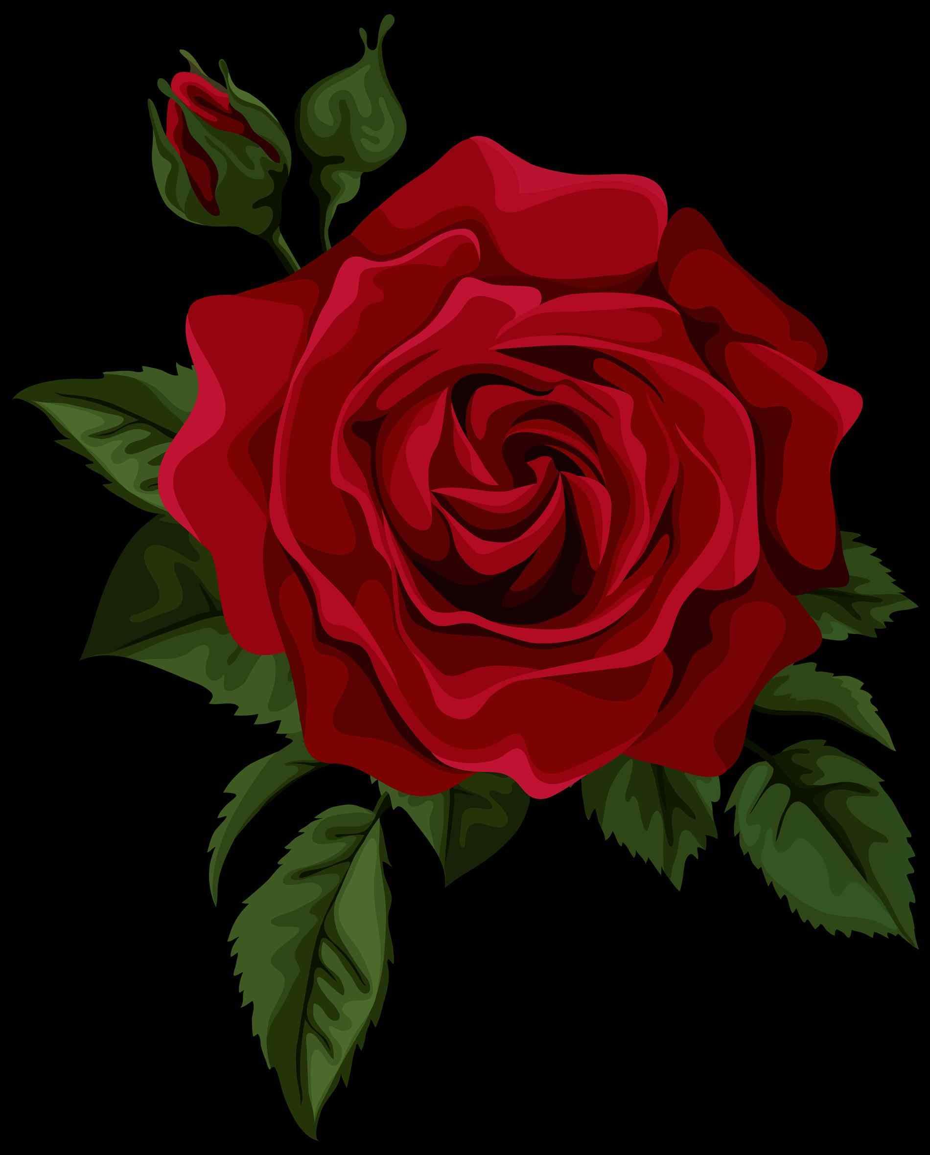 Red rose drawing png red rose png clipart image roses pinterest ...