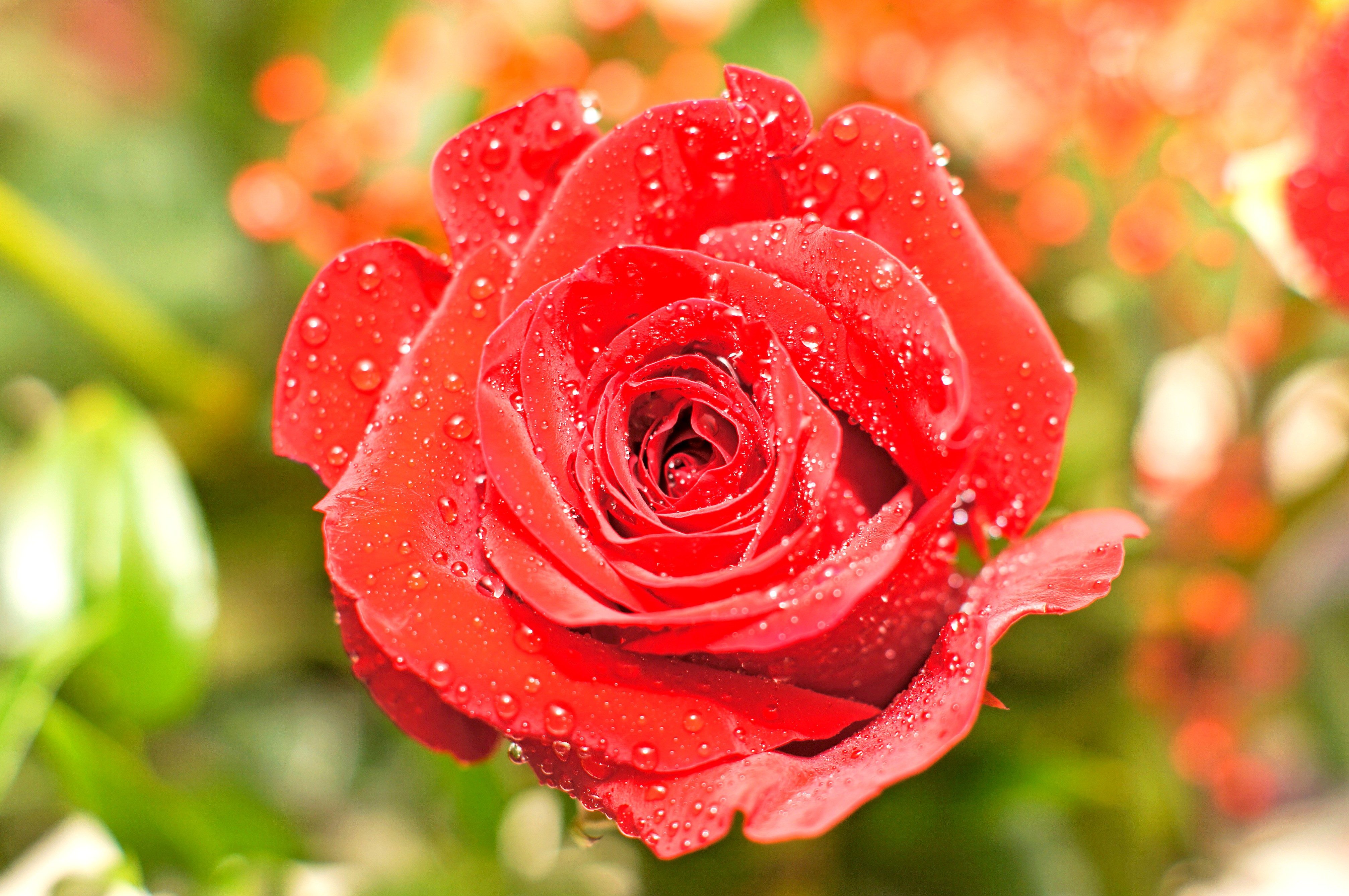 Free picture: red rose, water drops, petals, flower, garden